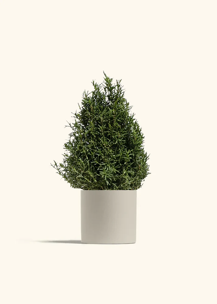 Rosemary Christmas Tree - Image 5