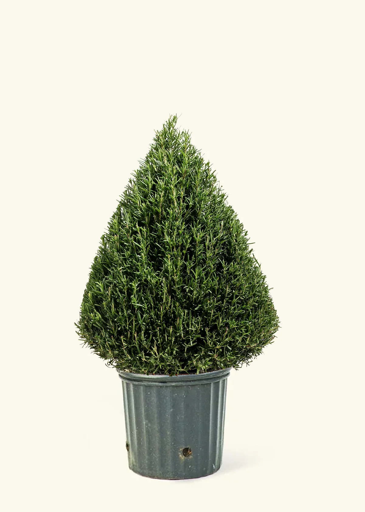 Rosemary Christmas Tree - Image 6