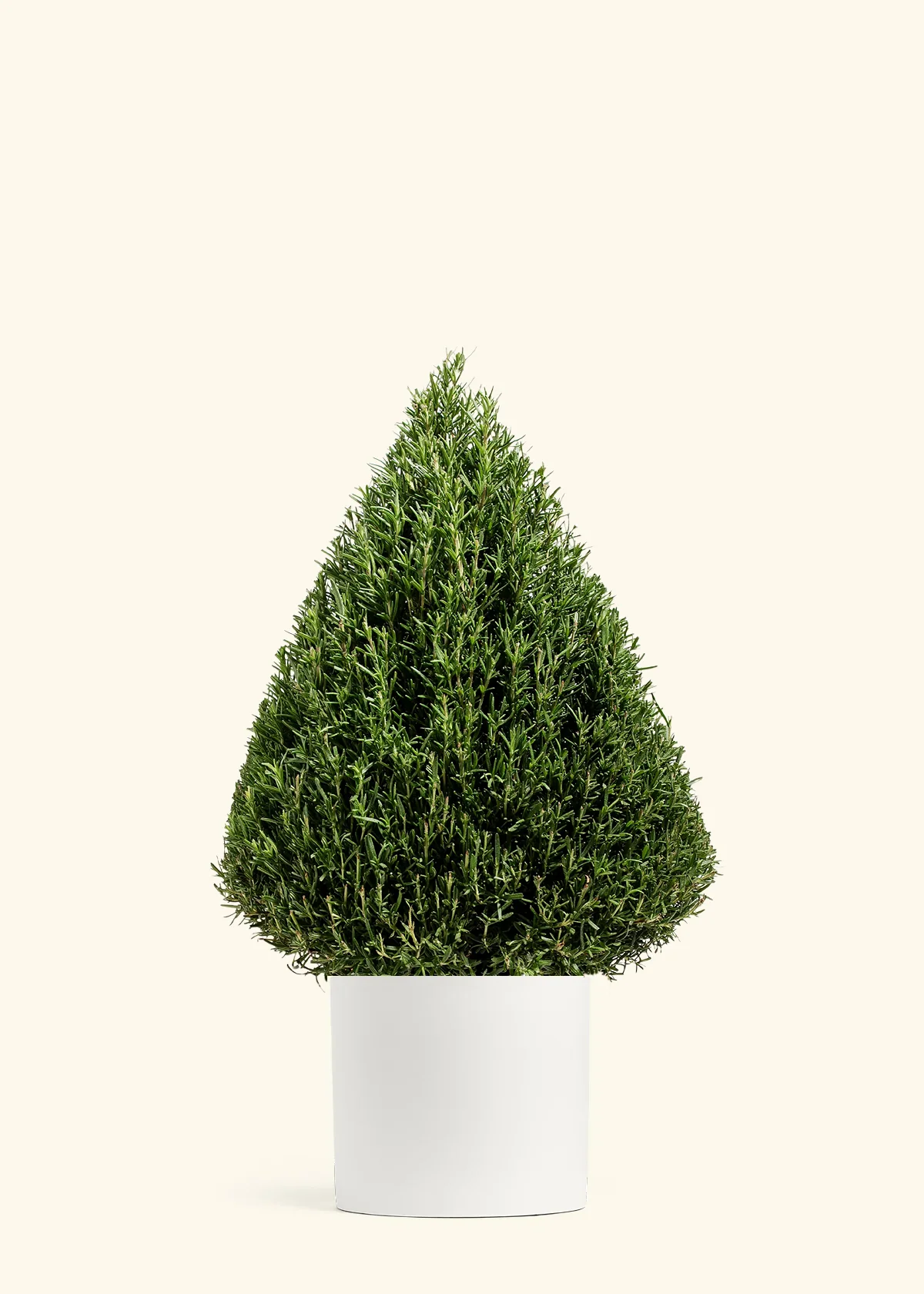 Rosemary Christmas Tree - Image 7