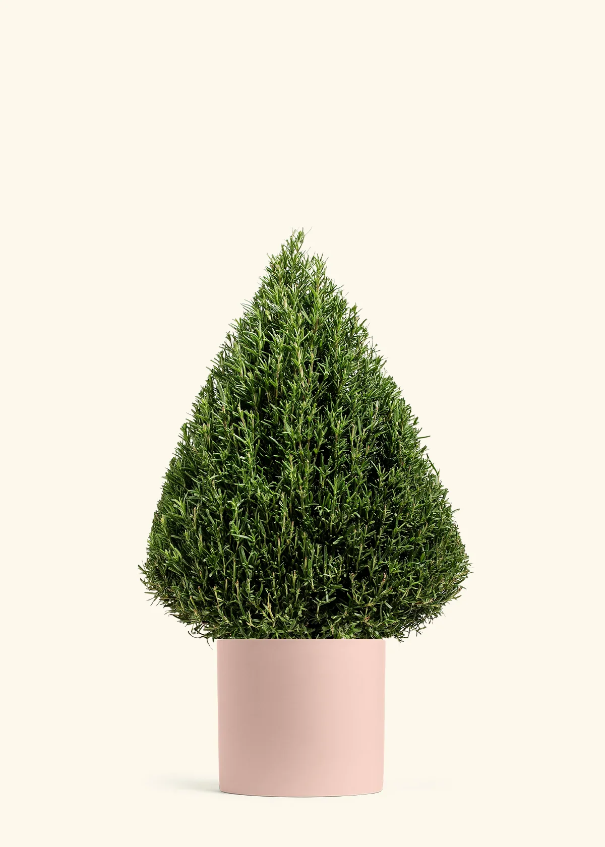 Rosemary Christmas Tree - Image 8