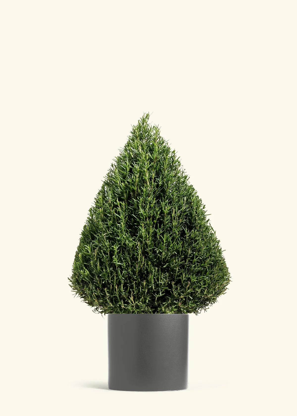 Rosemary Christmas Tree - Image 9