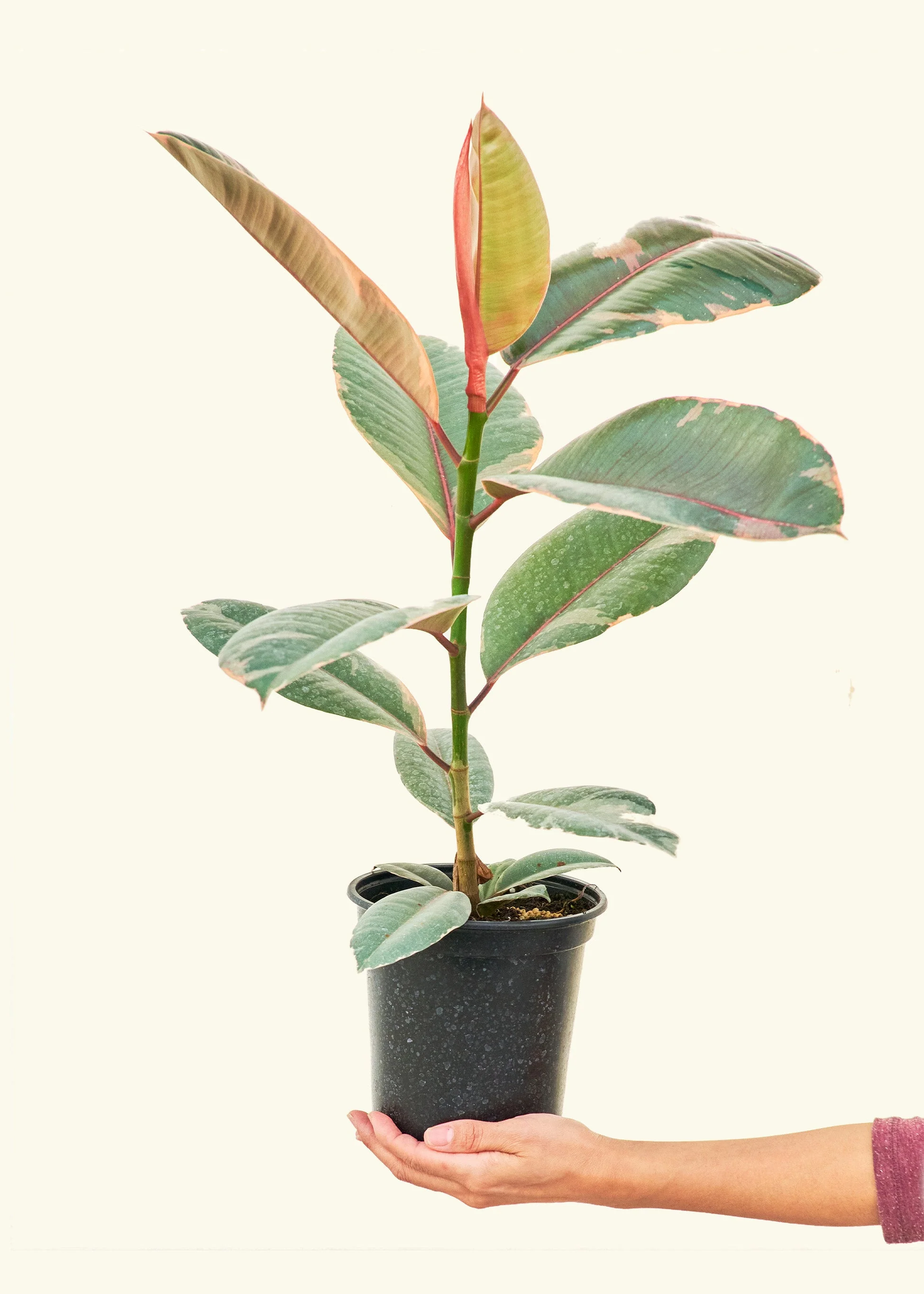 Ruby Rubber Tree - Image 10