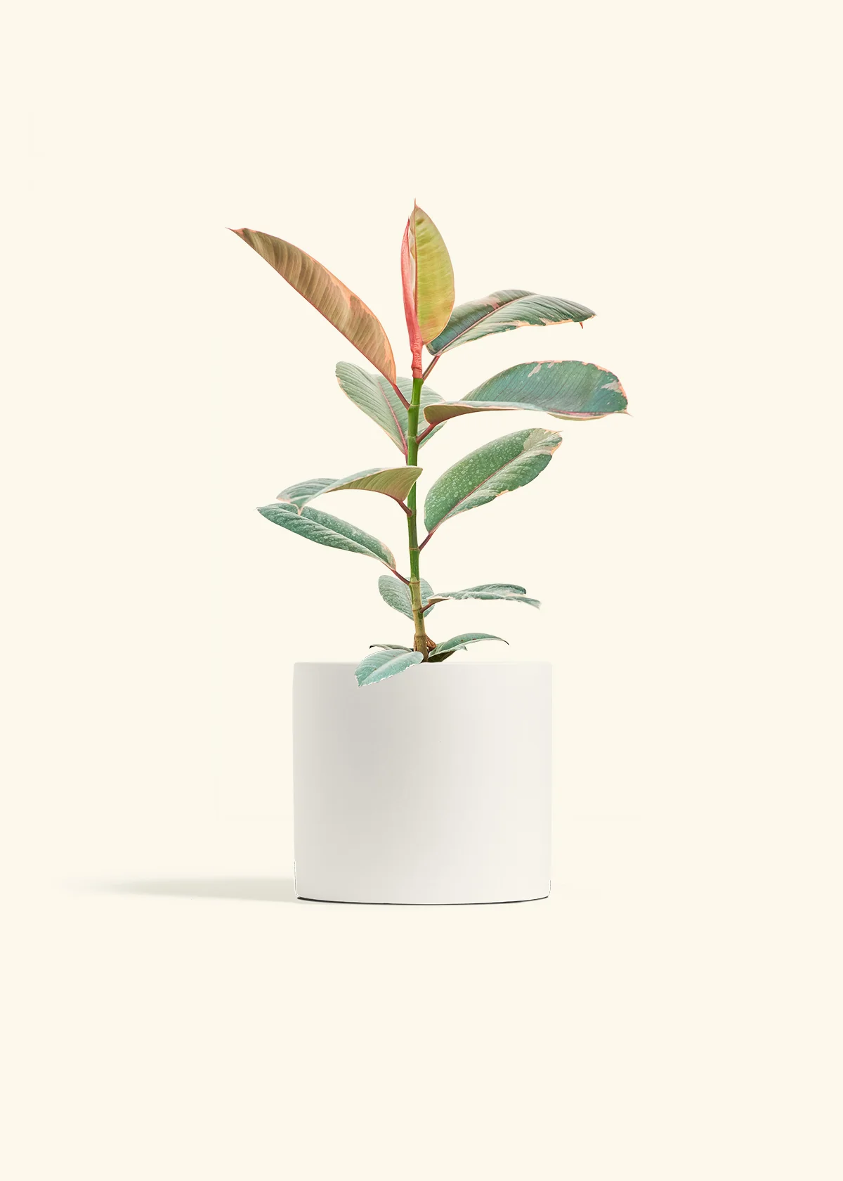 Ruby Rubber Tree - Image 11