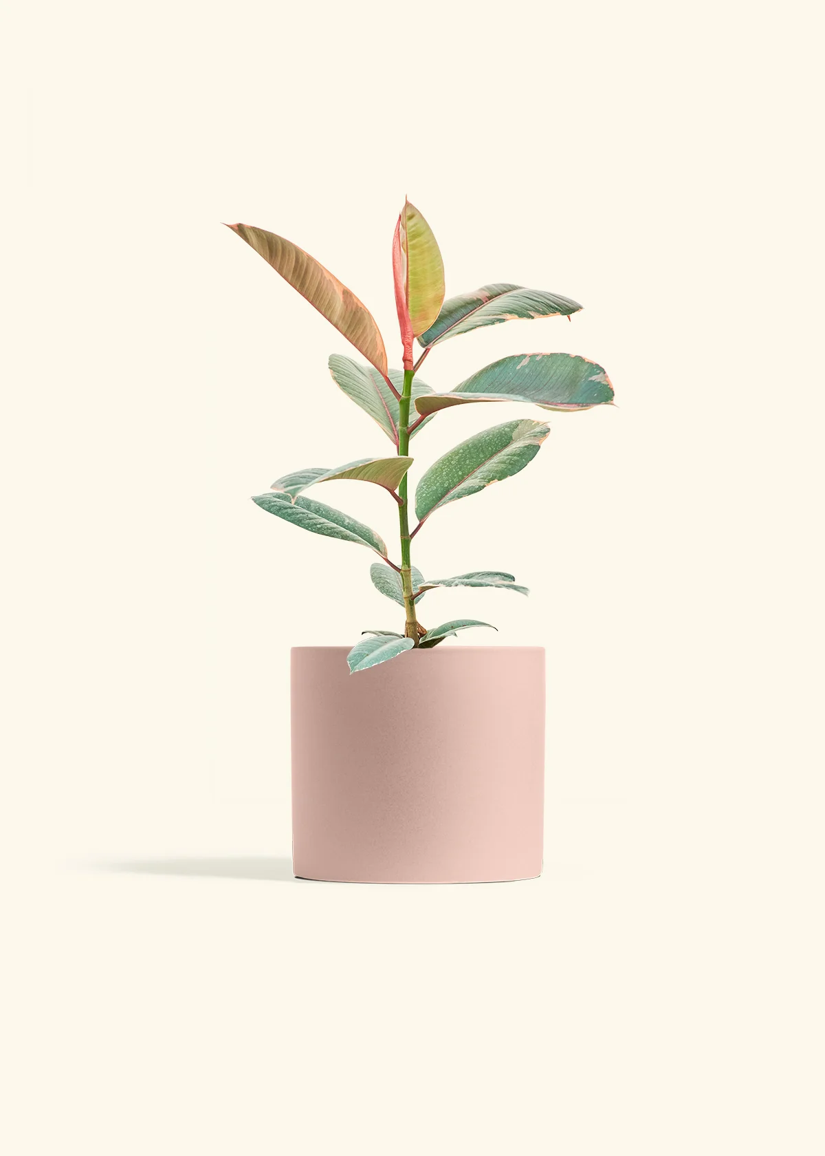 Ruby Rubber Tree - Image 12