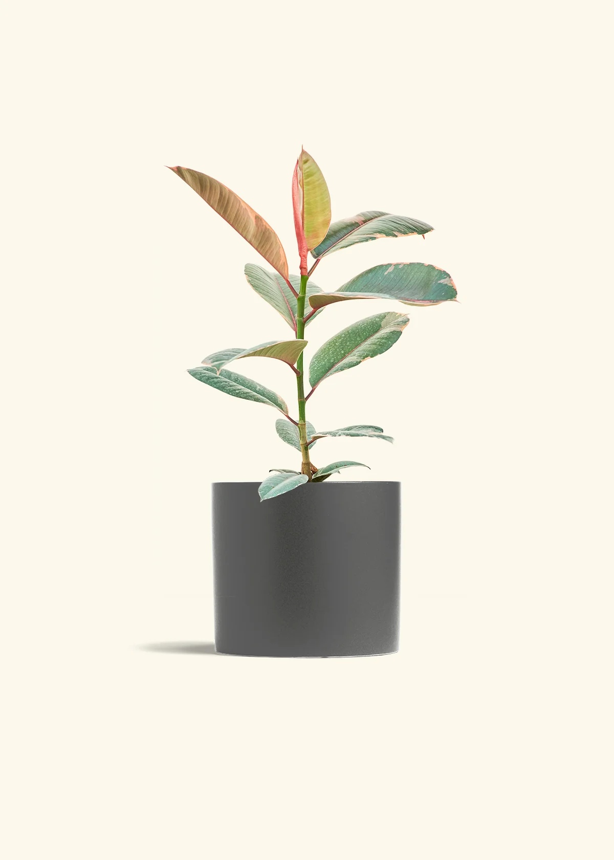Ruby Rubber Tree - Image 13