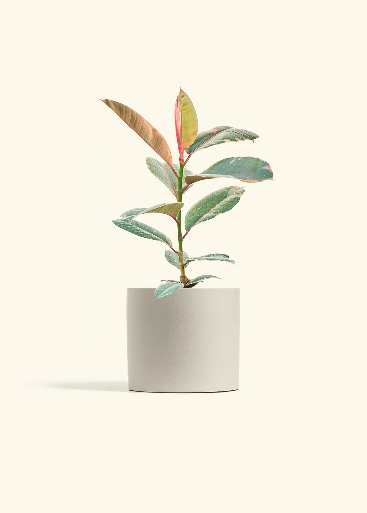 Ruby Rubber Tree - Image 14