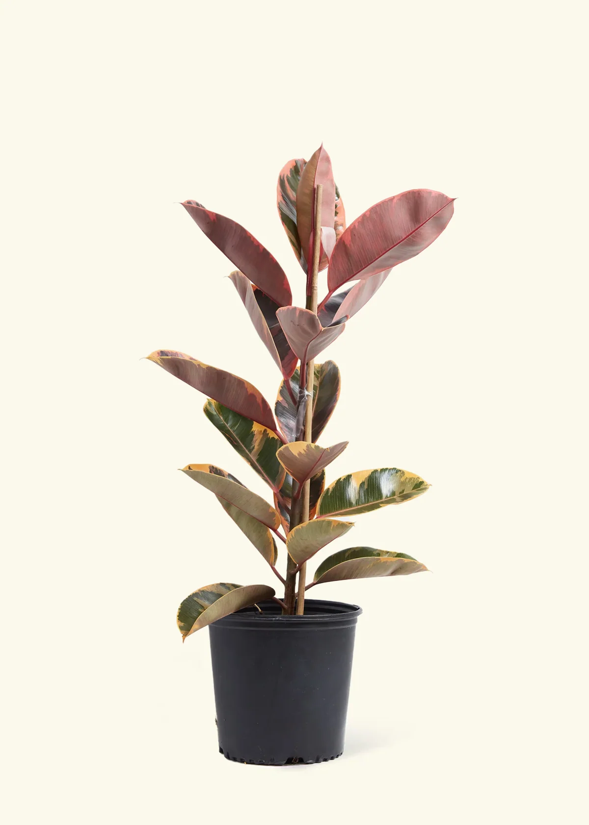 Ruby Rubber Tree - Image 15