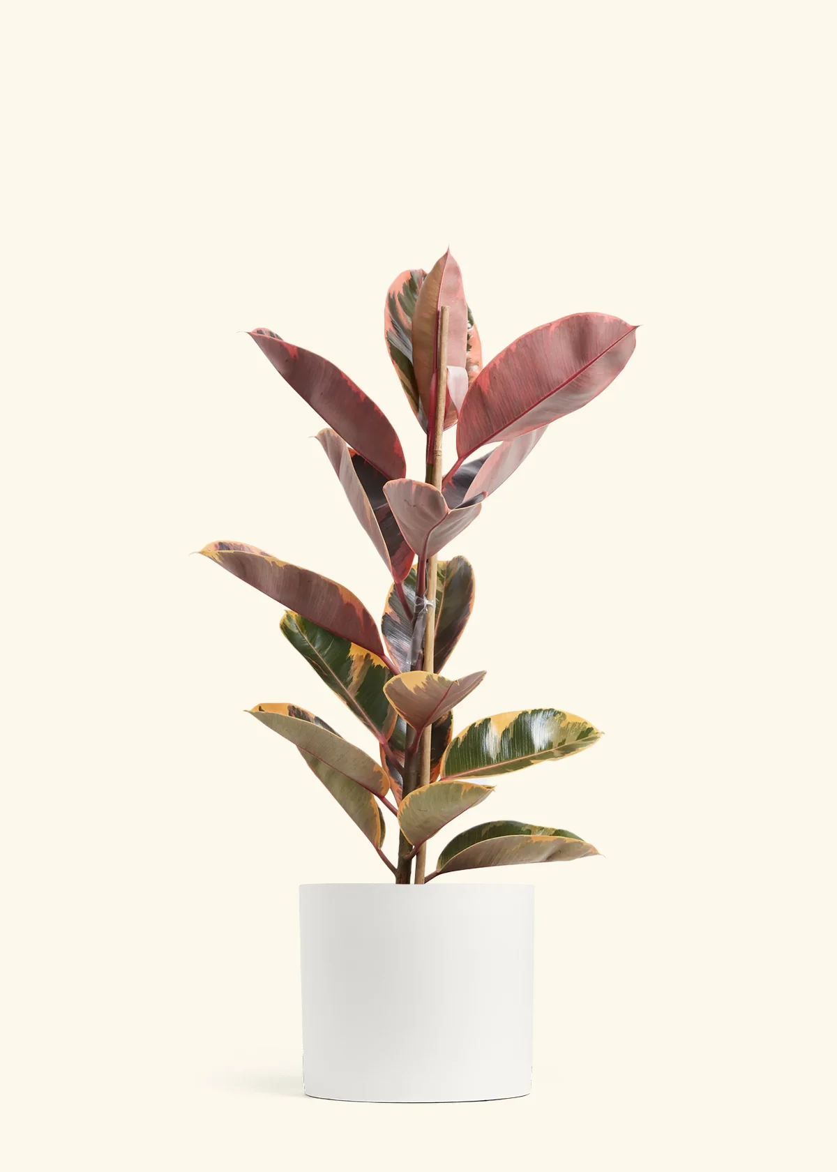 Ruby Rubber Tree - Image 16