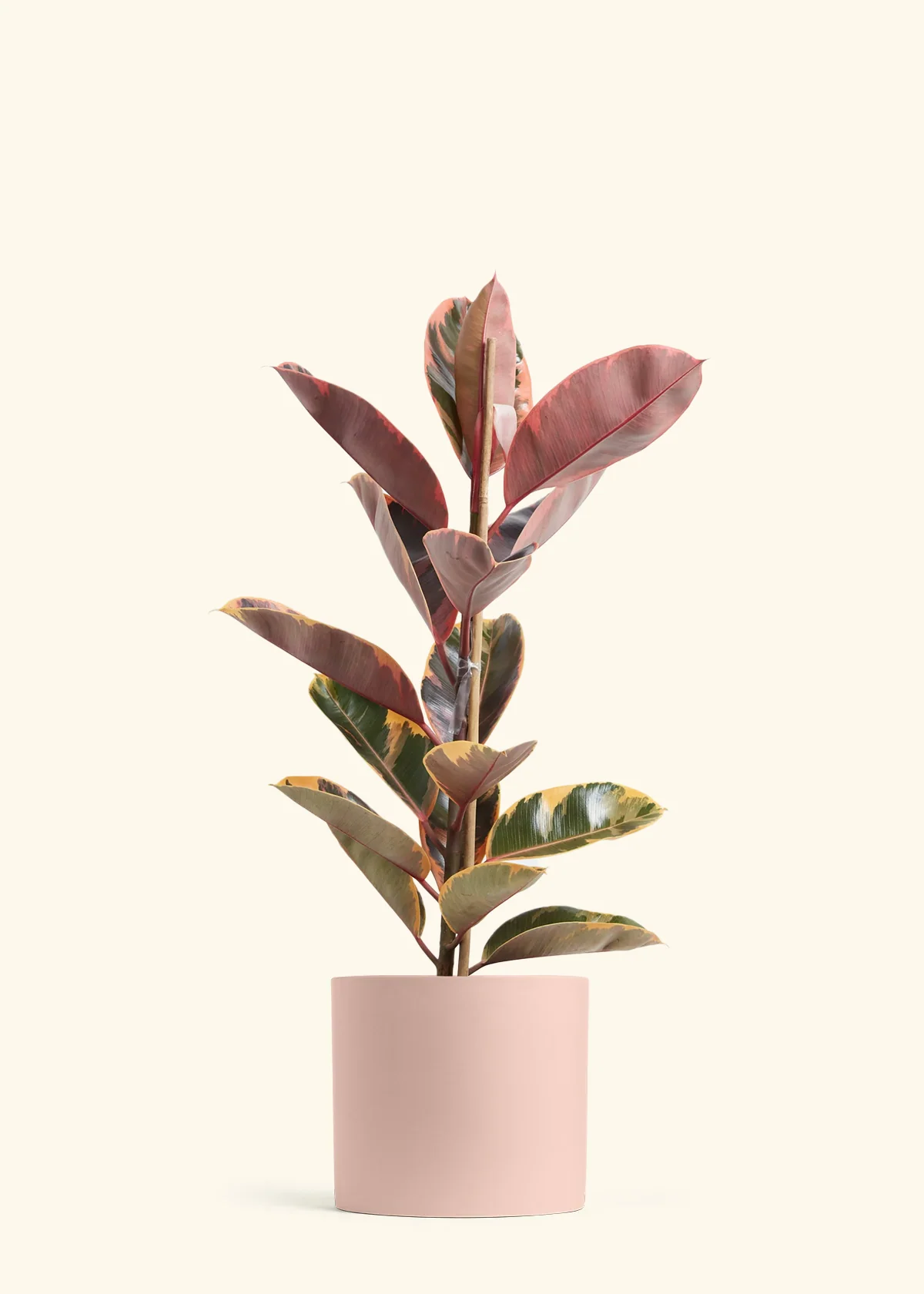 Ruby Rubber Tree - Image 17
