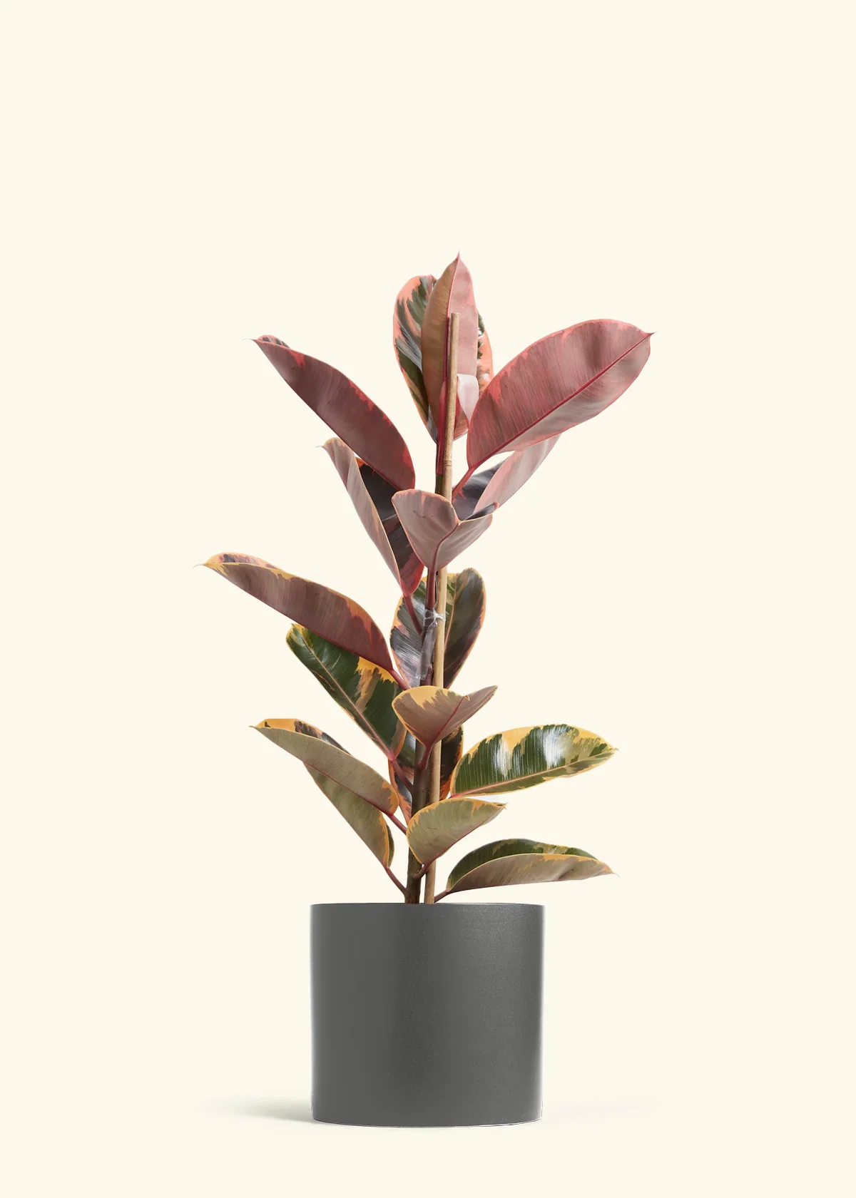Ruby Rubber Tree - Image 18