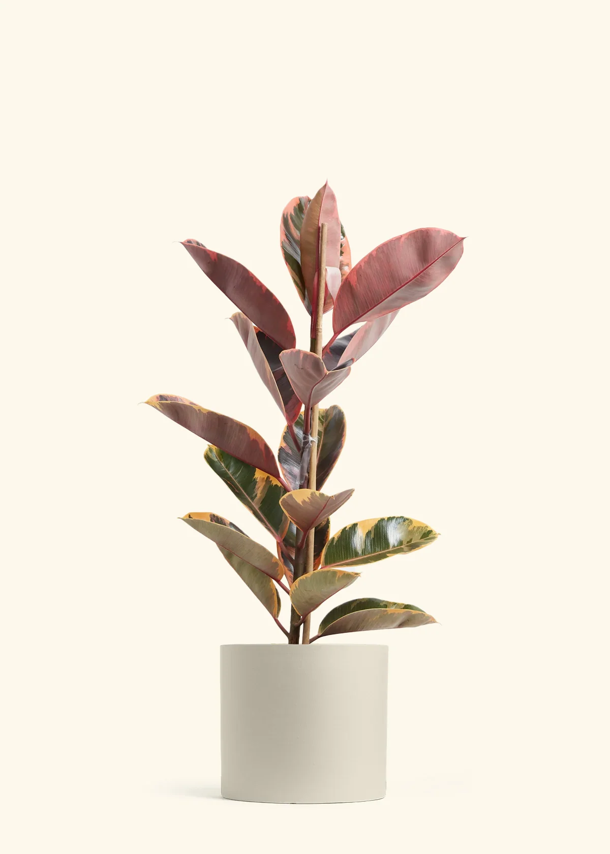 Ruby Rubber Tree - Image 19