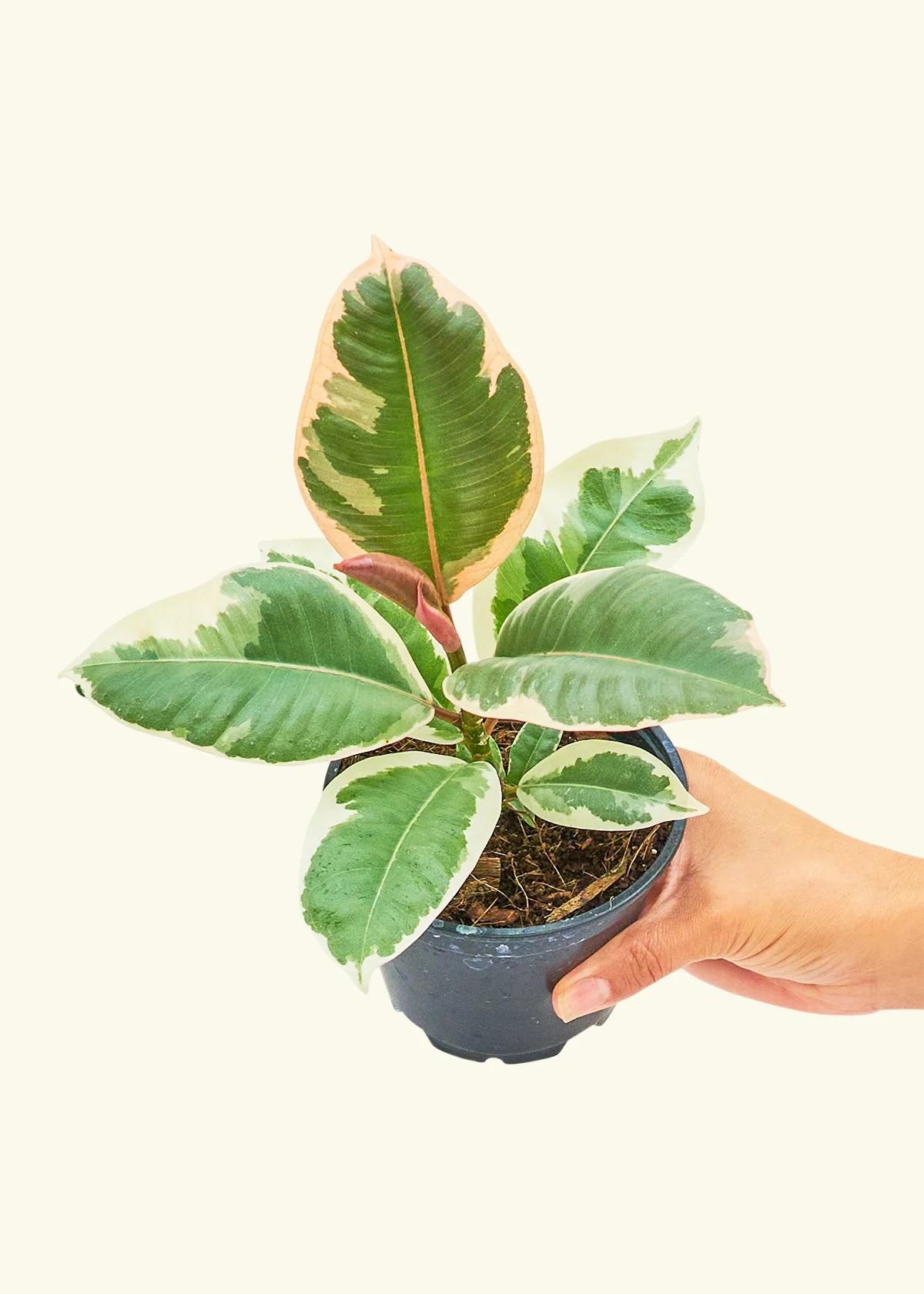 Ruby Rubber Tree - Image 3