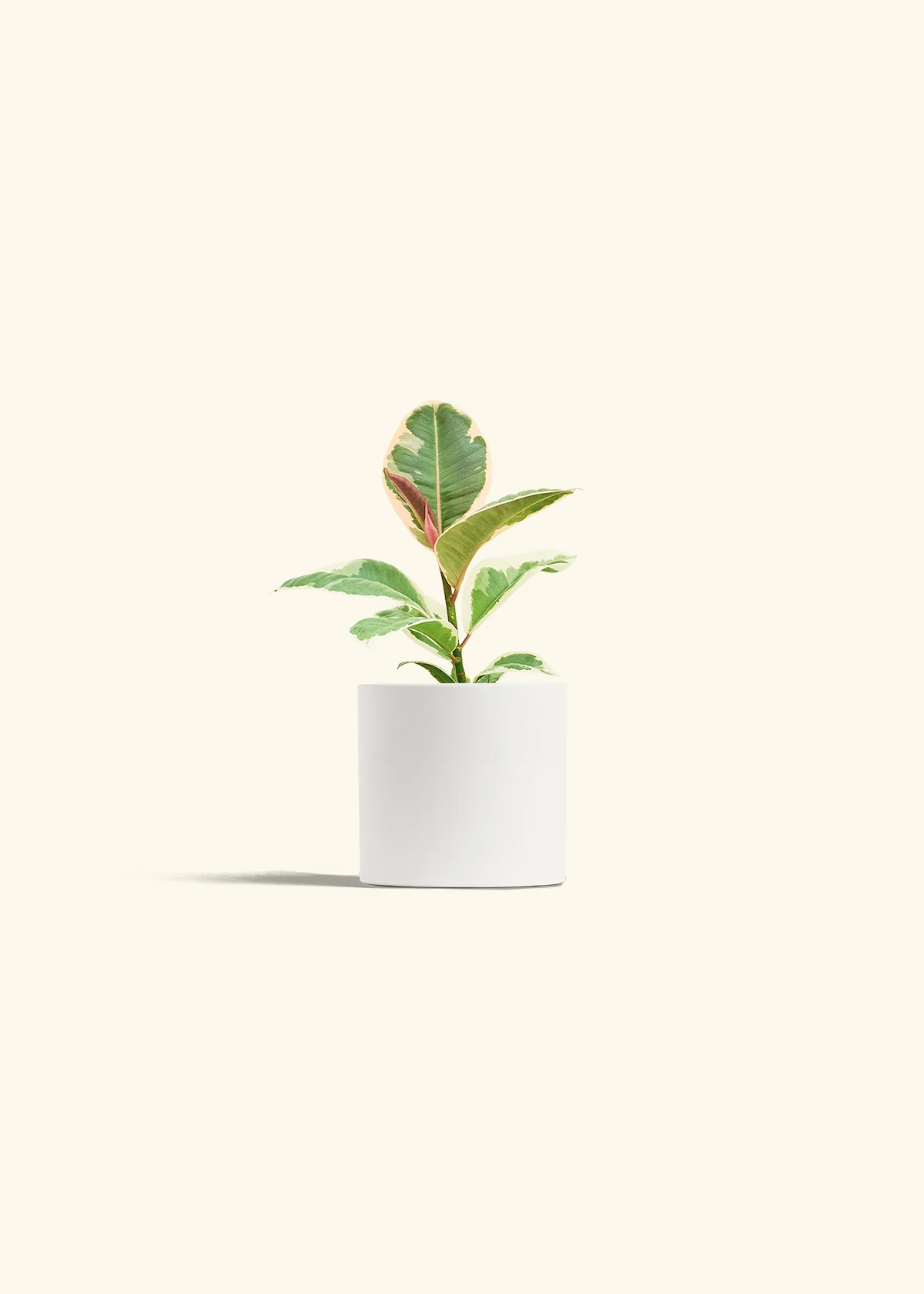 Ruby Rubber Tree - Image 4