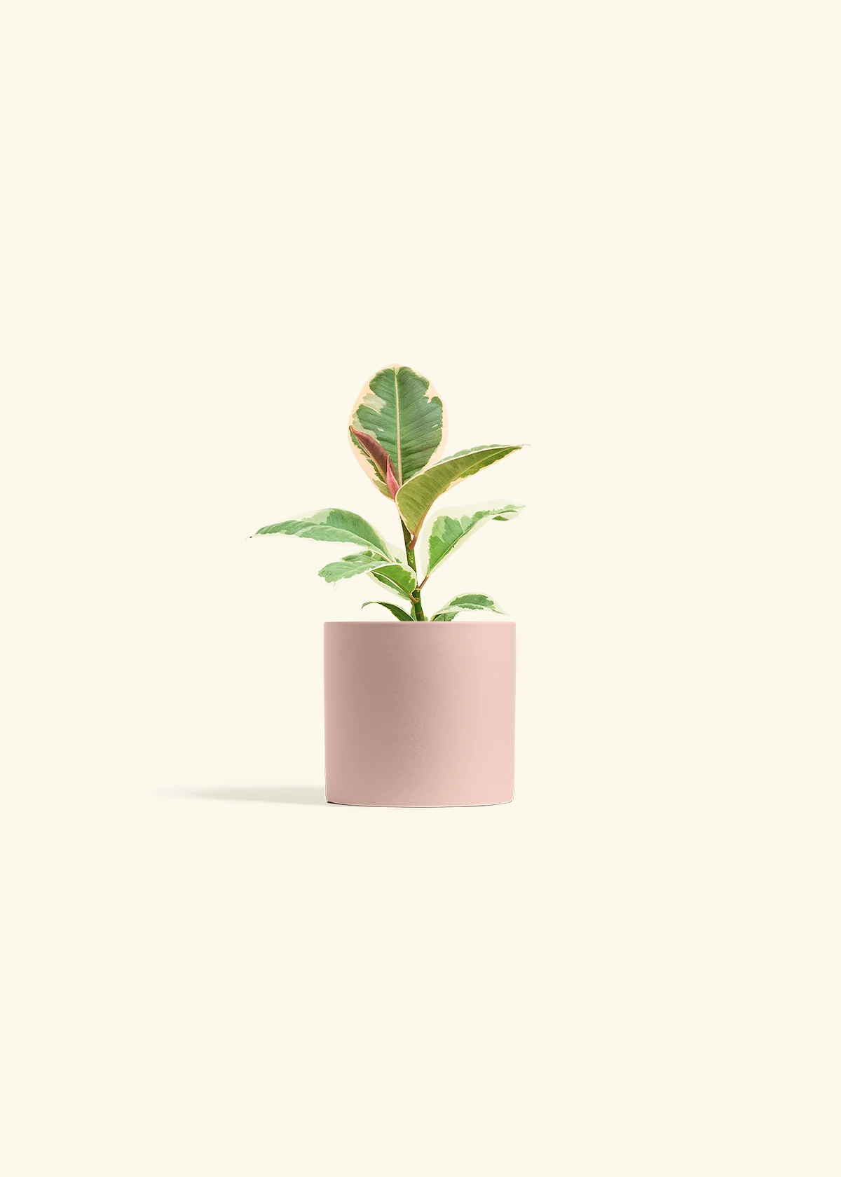 Ruby Rubber Tree - Image 5