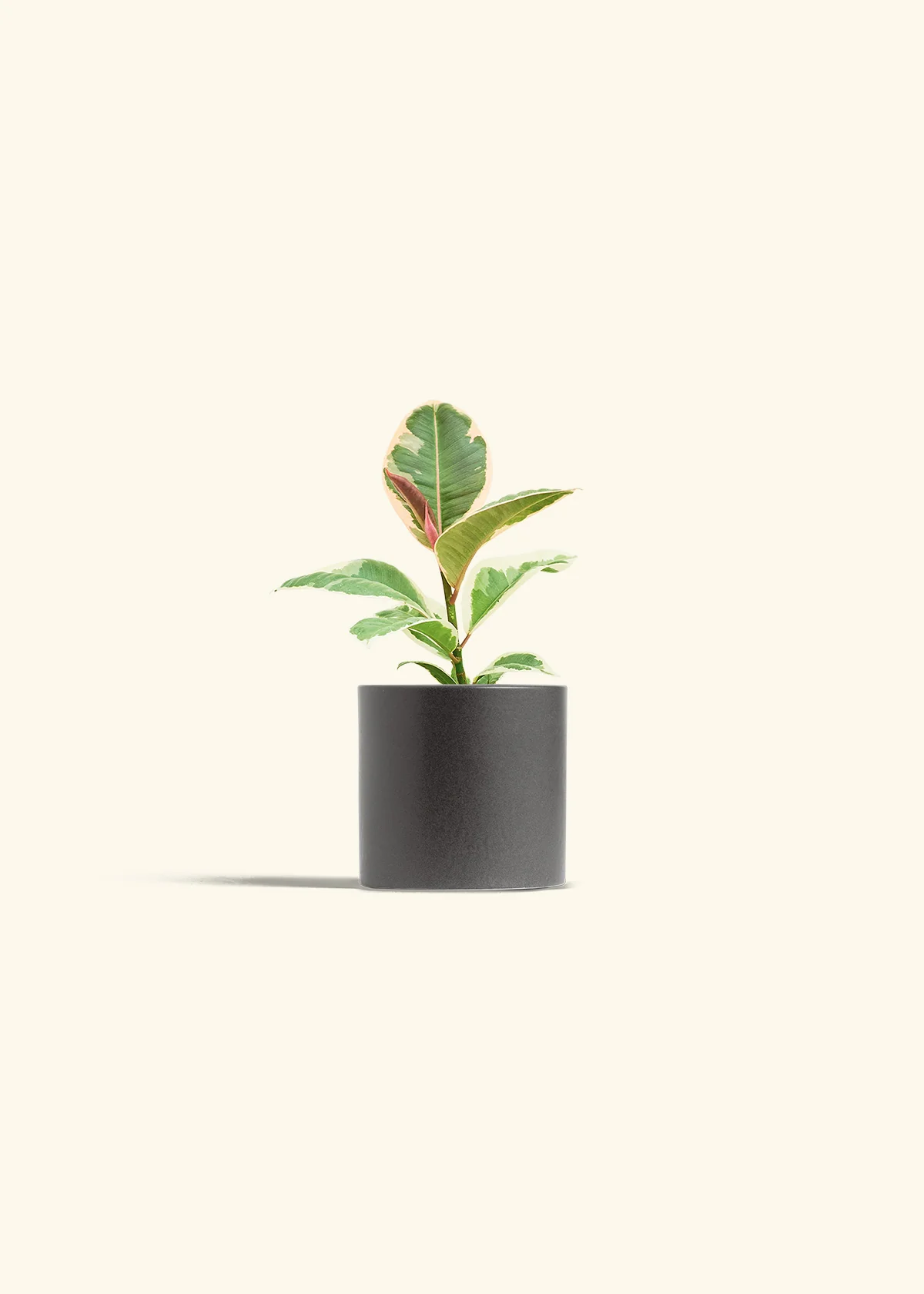 Ruby Rubber Tree - Image 6