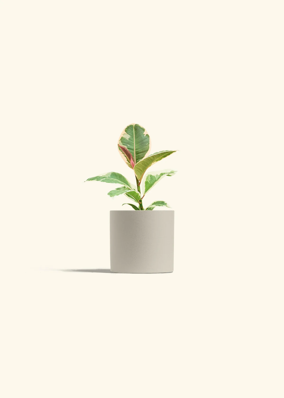 Ruby Rubber Tree - Image 7