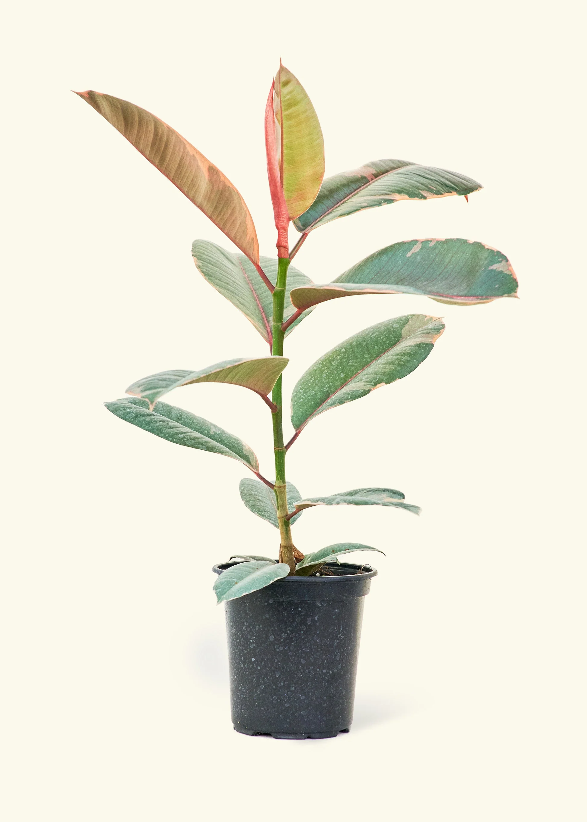 Ruby Rubber Tree - Image 8