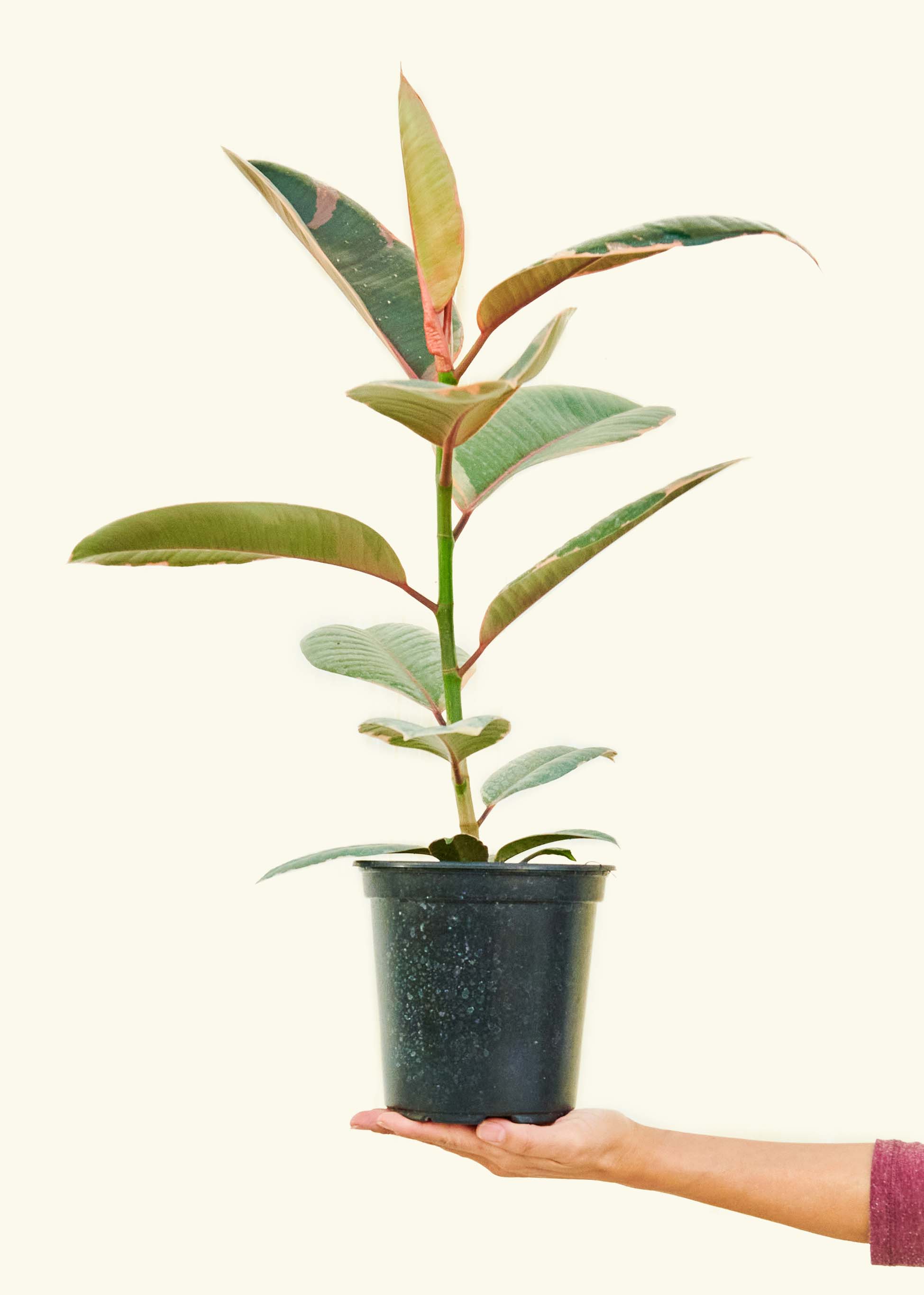 Ruby Rubber Tree - Image 9