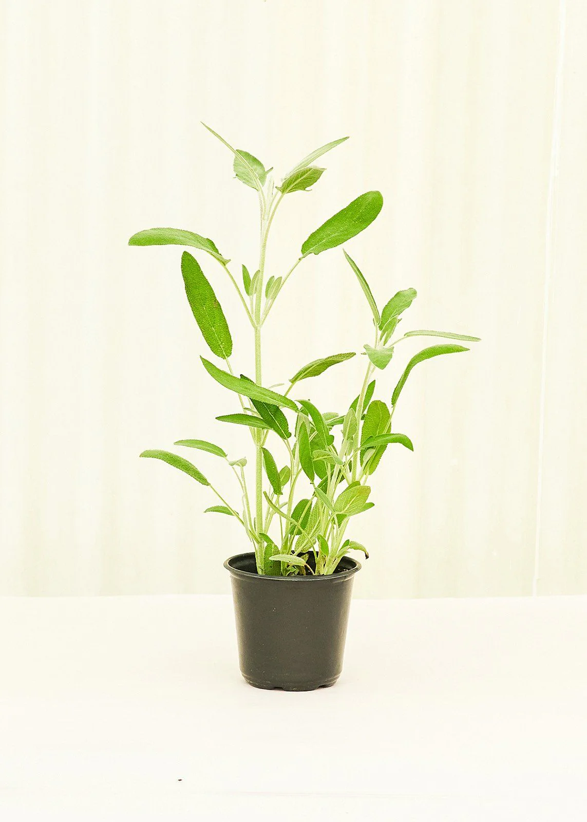 Sage, 4 pack - Image 2