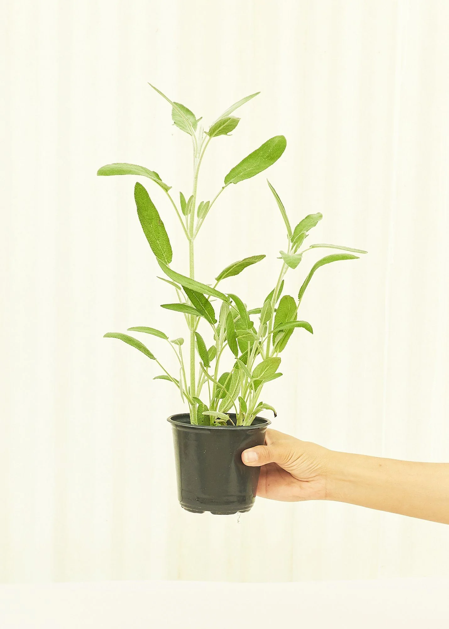 Sage, 4 pack - Image 3