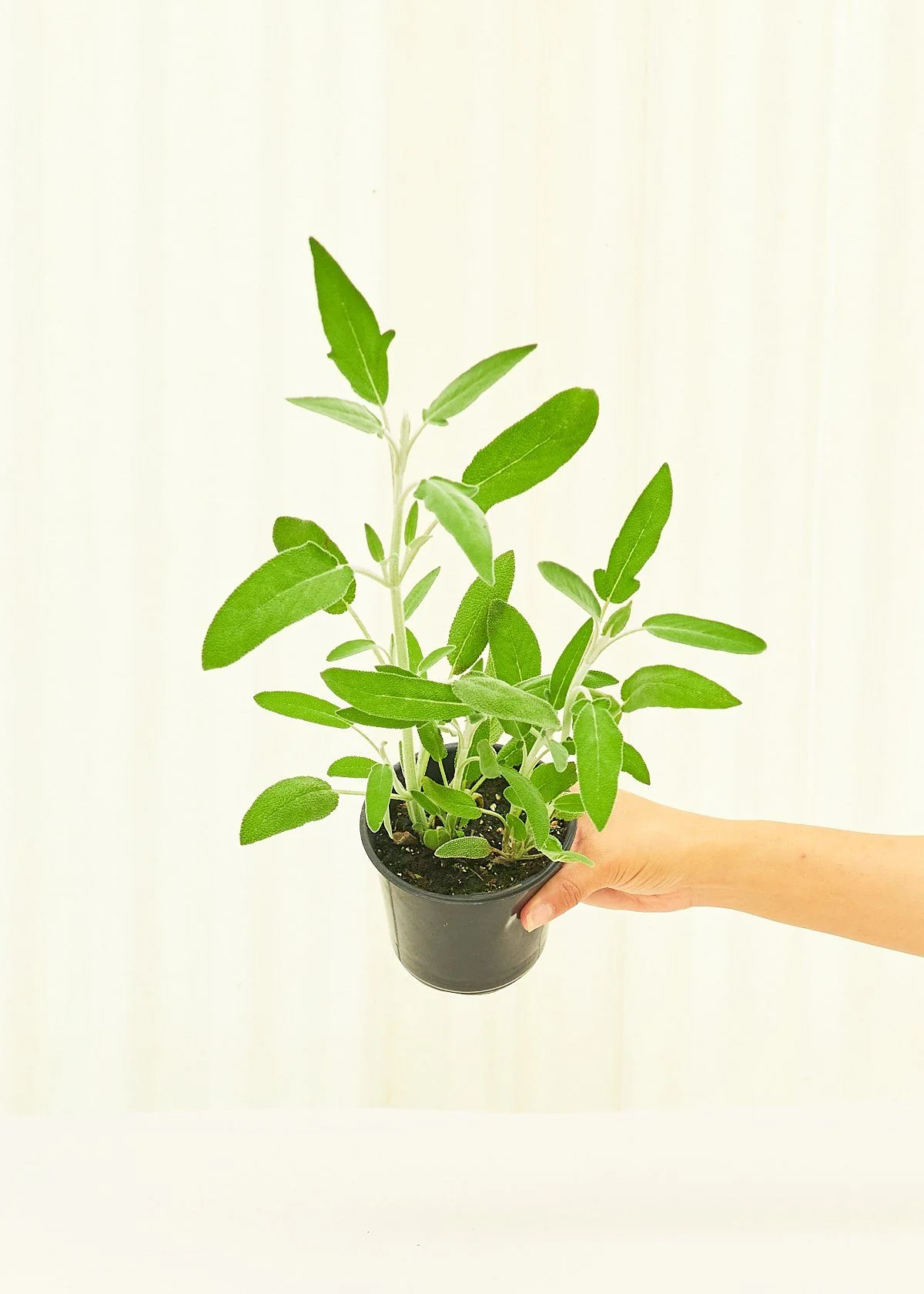 Sage, 4 pack - Image 4