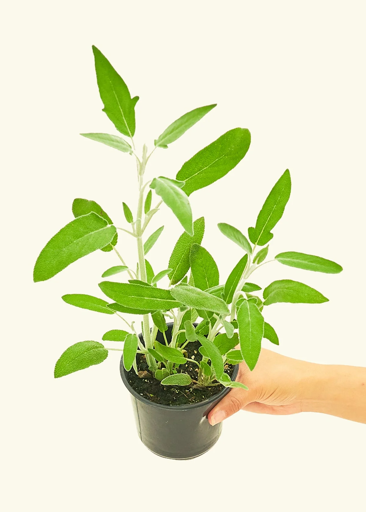 Sage, Small - Image 2