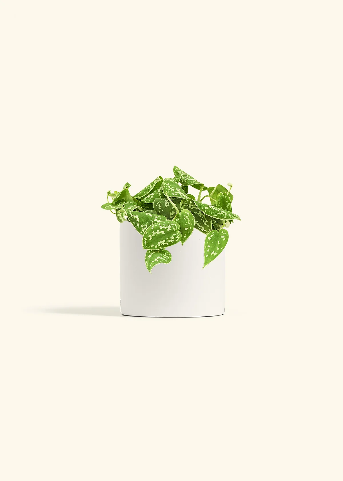 Satin Pothos - Image 10
