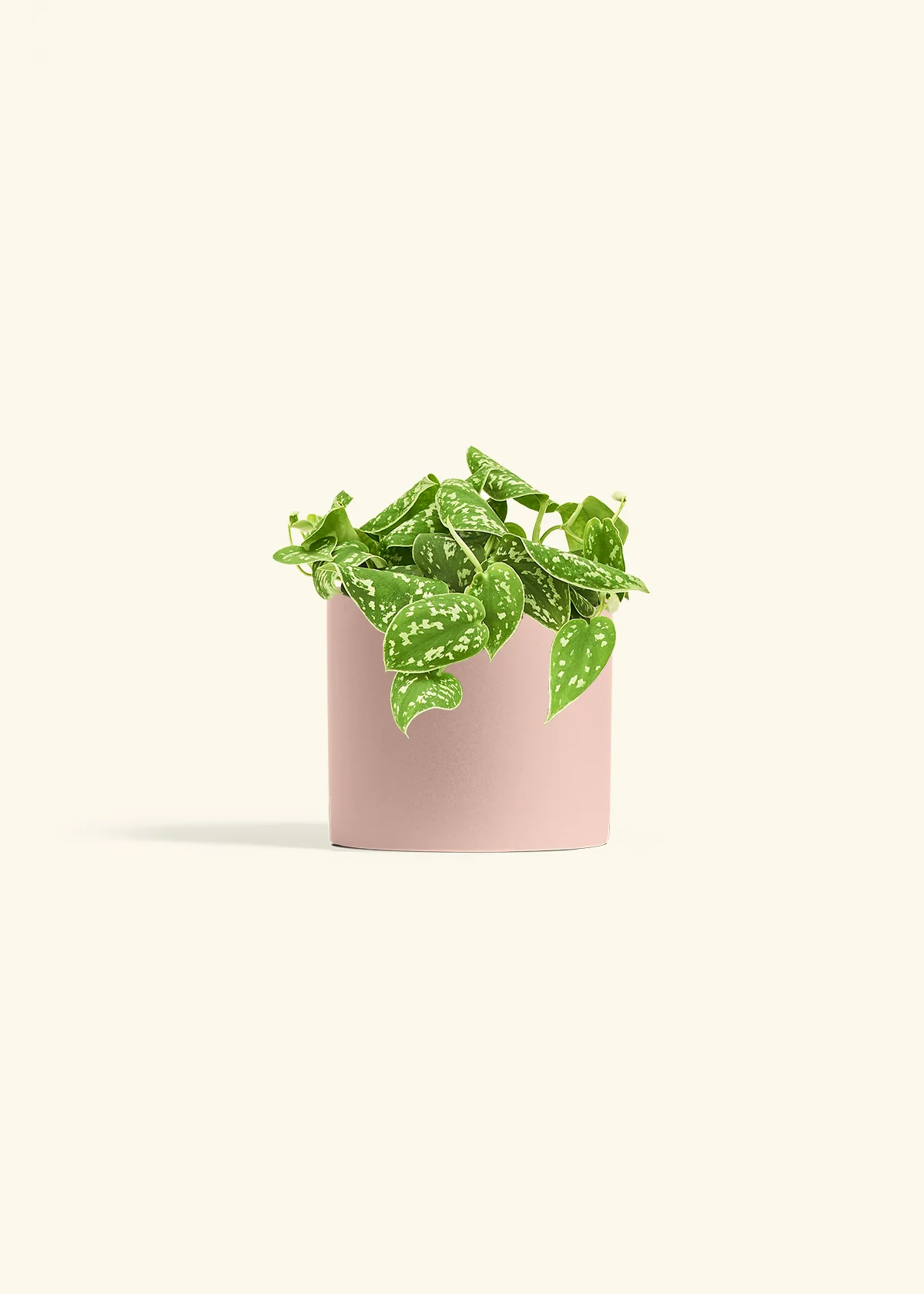 Satin Pothos - Image 11