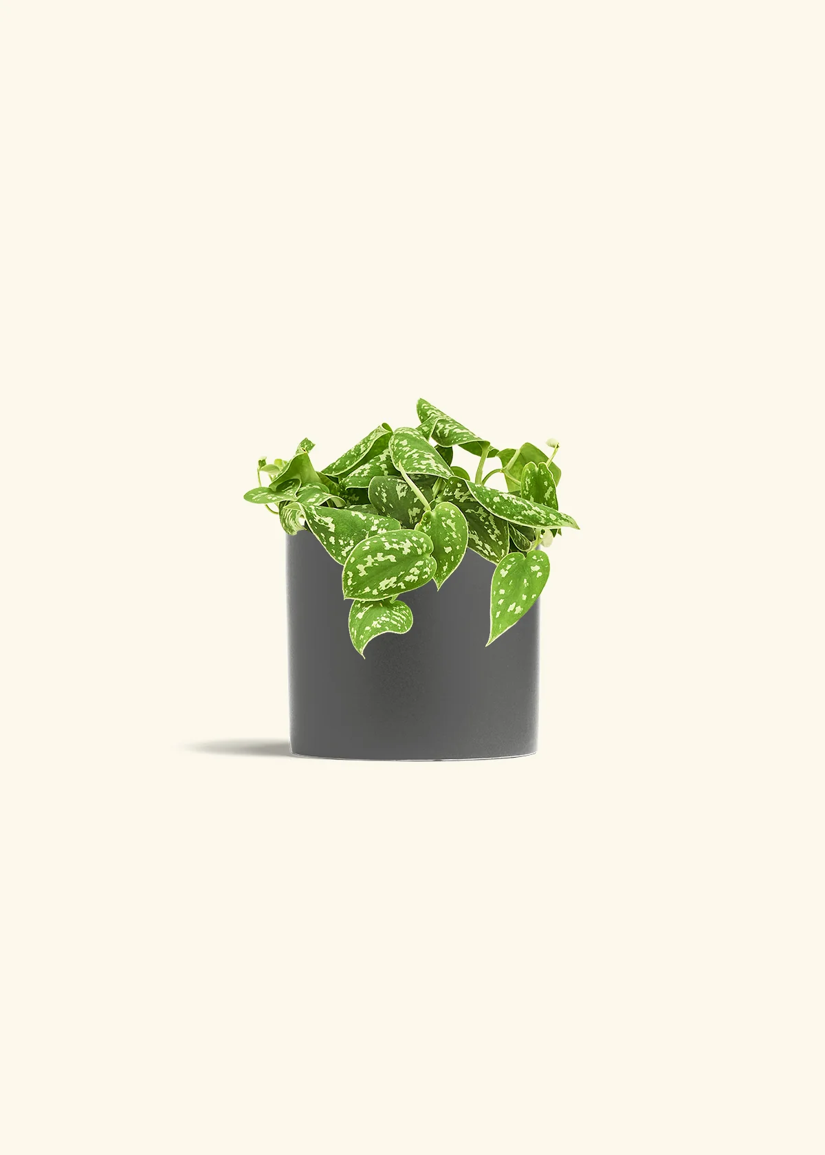 Satin Pothos - Image 12