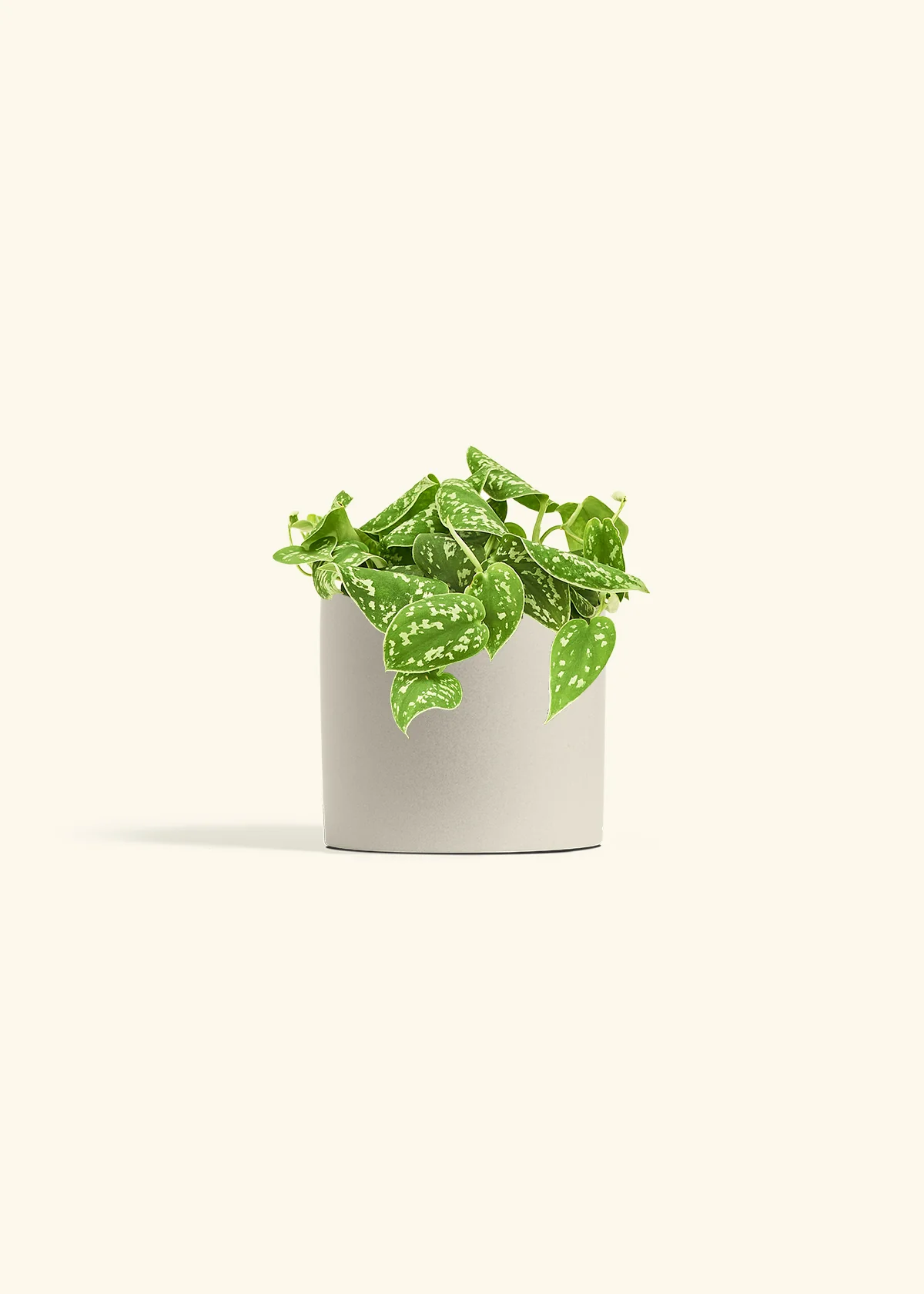 Satin Pothos - Image 13