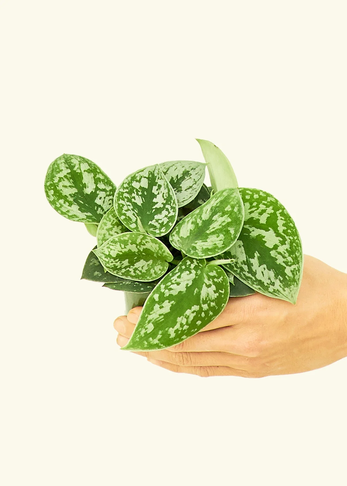 Satin Pothos - Image 3