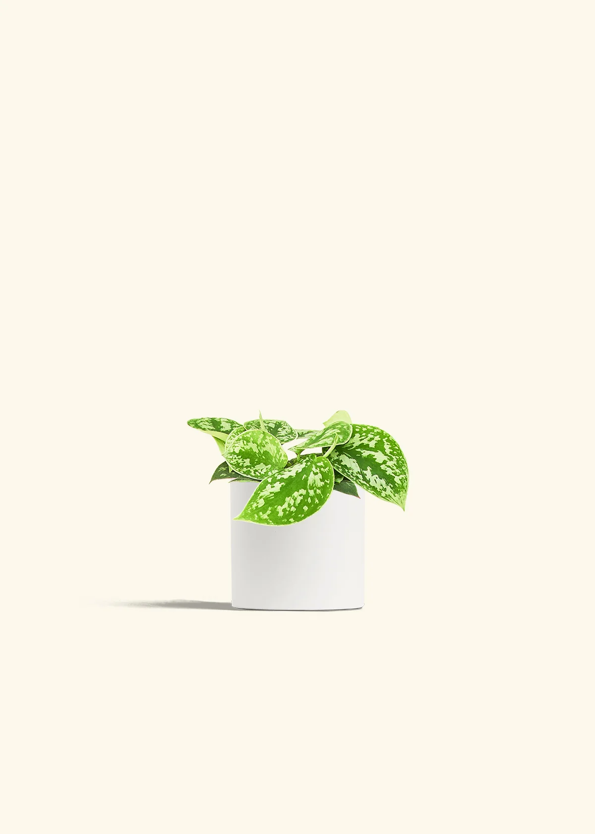 Satin Pothos - Image 4