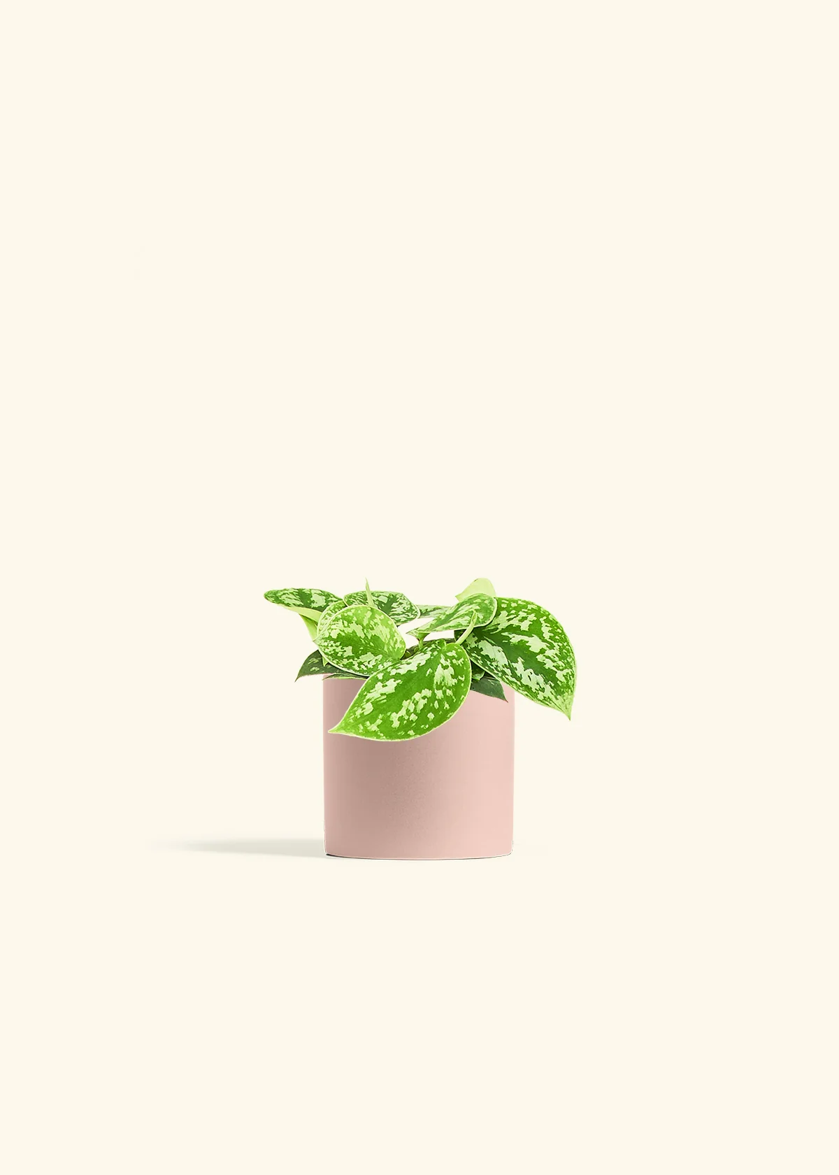 Satin Pothos - Image 5