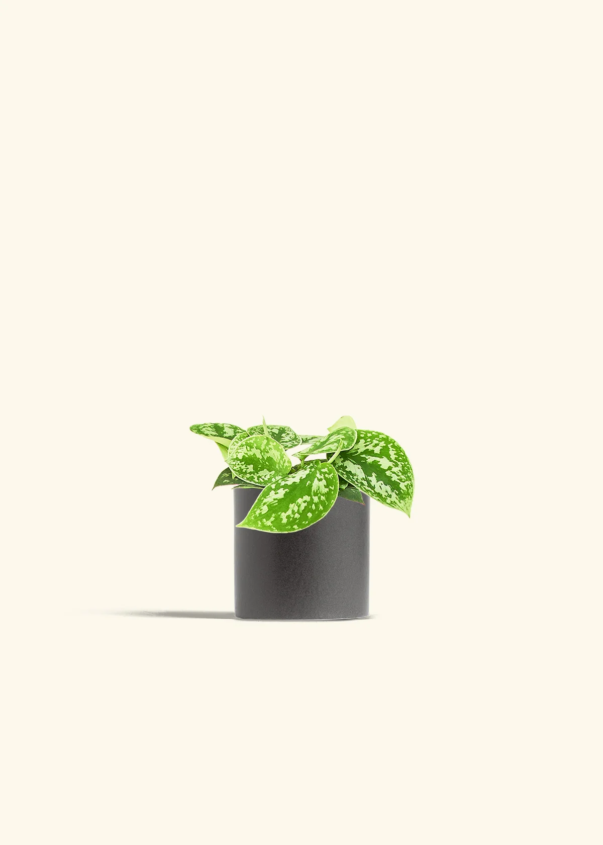 Satin Pothos - Image 6