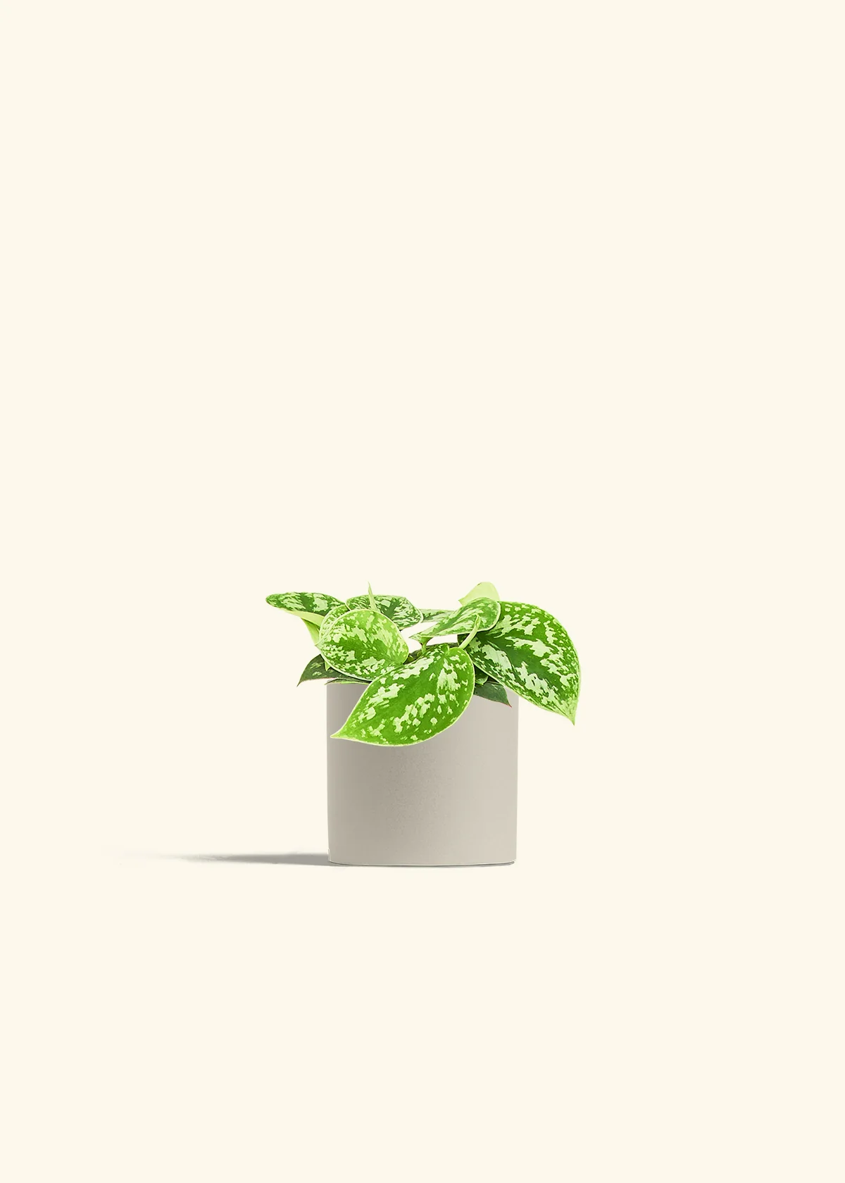 Satin Pothos - Image 7