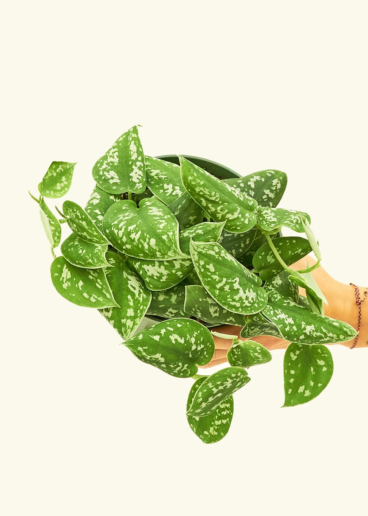 Satin Pothos - Image 8