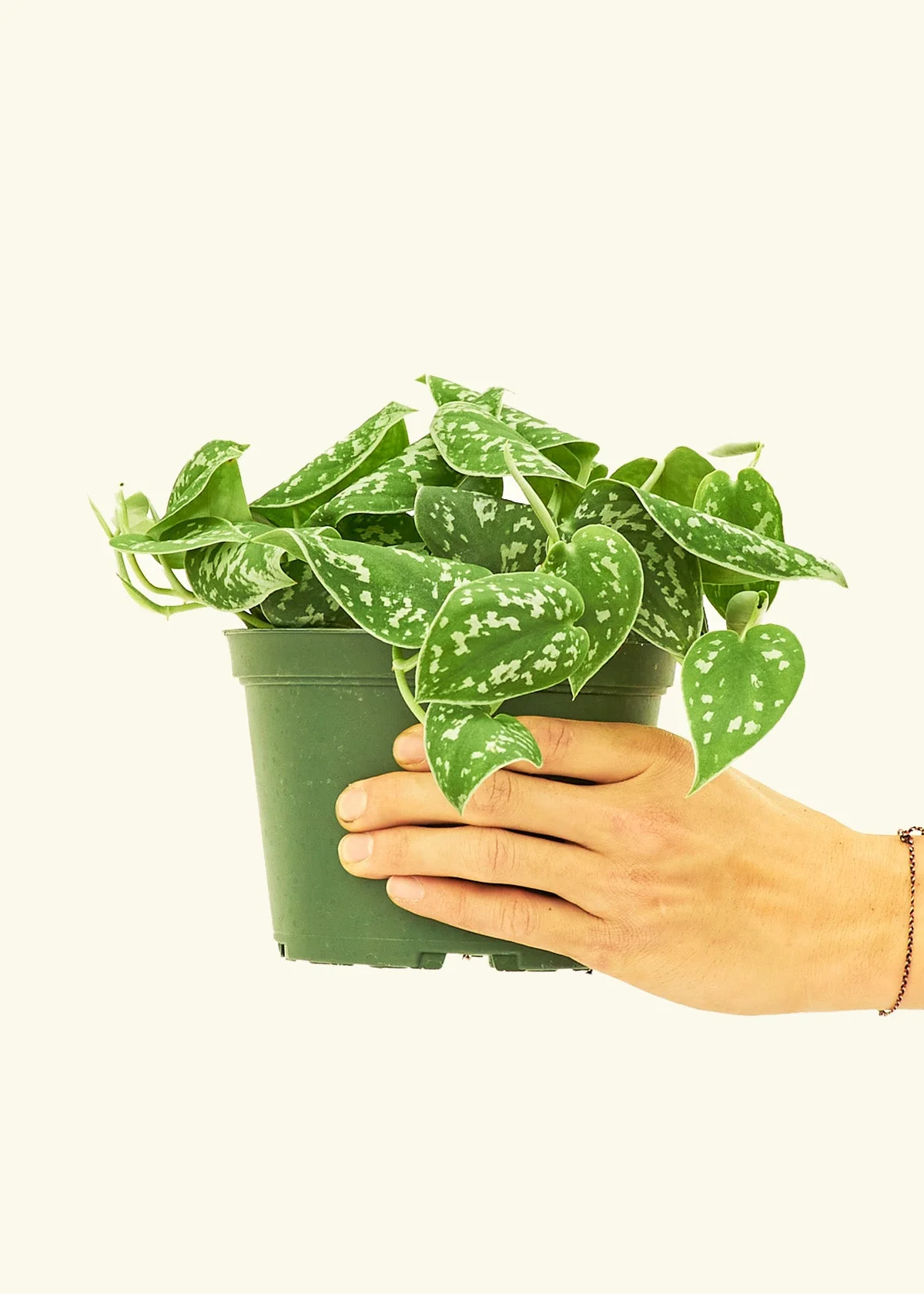 Satin Pothos - Image 9