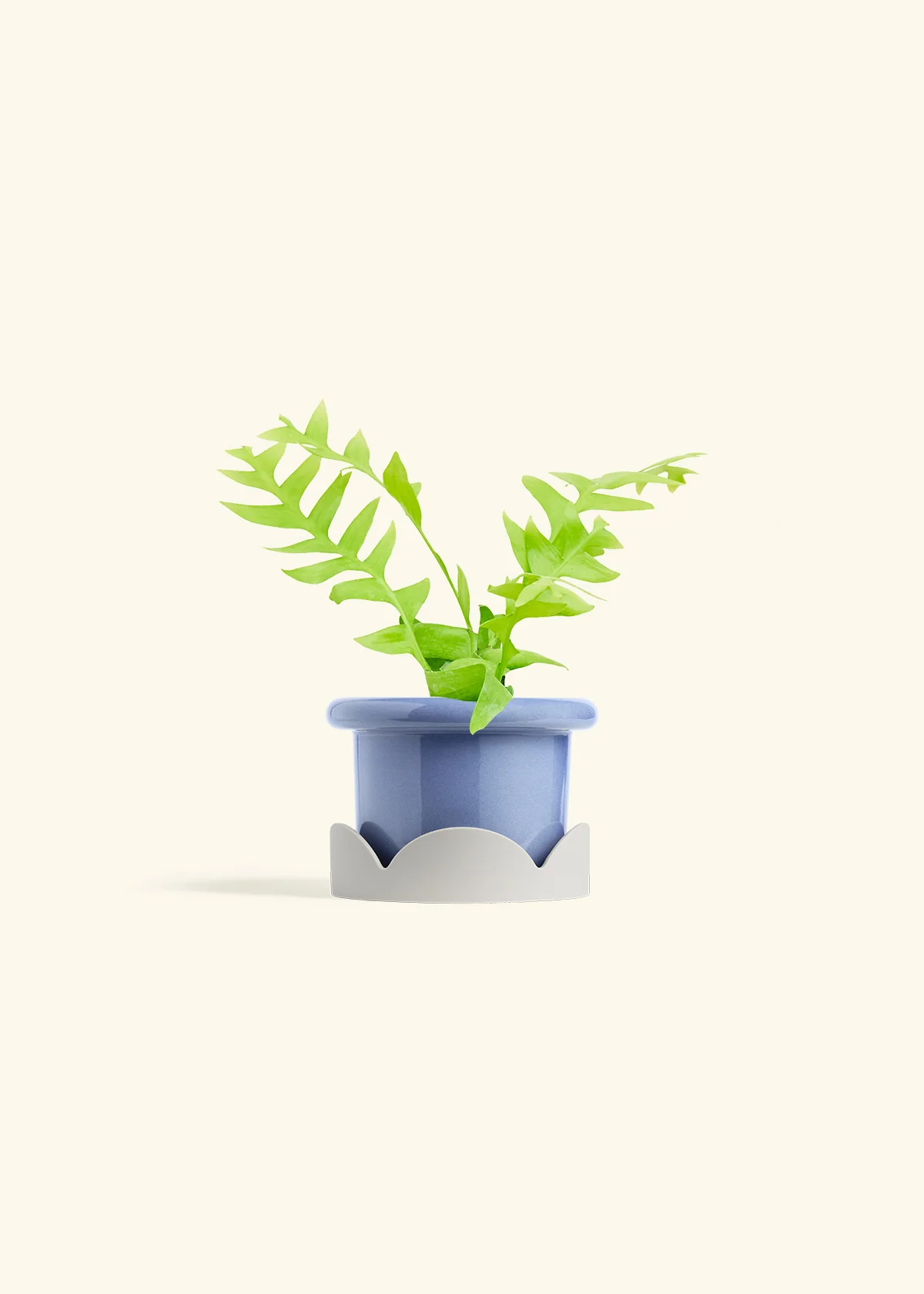 Sharktooth Fern - Image 10