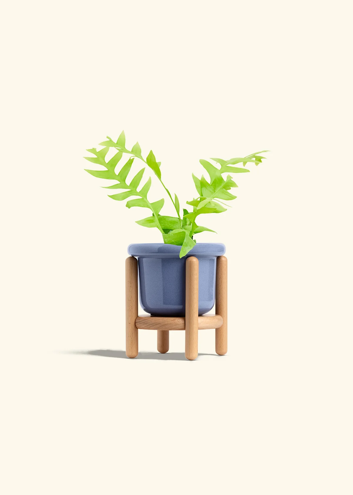 Sharktooth Fern - Image 11