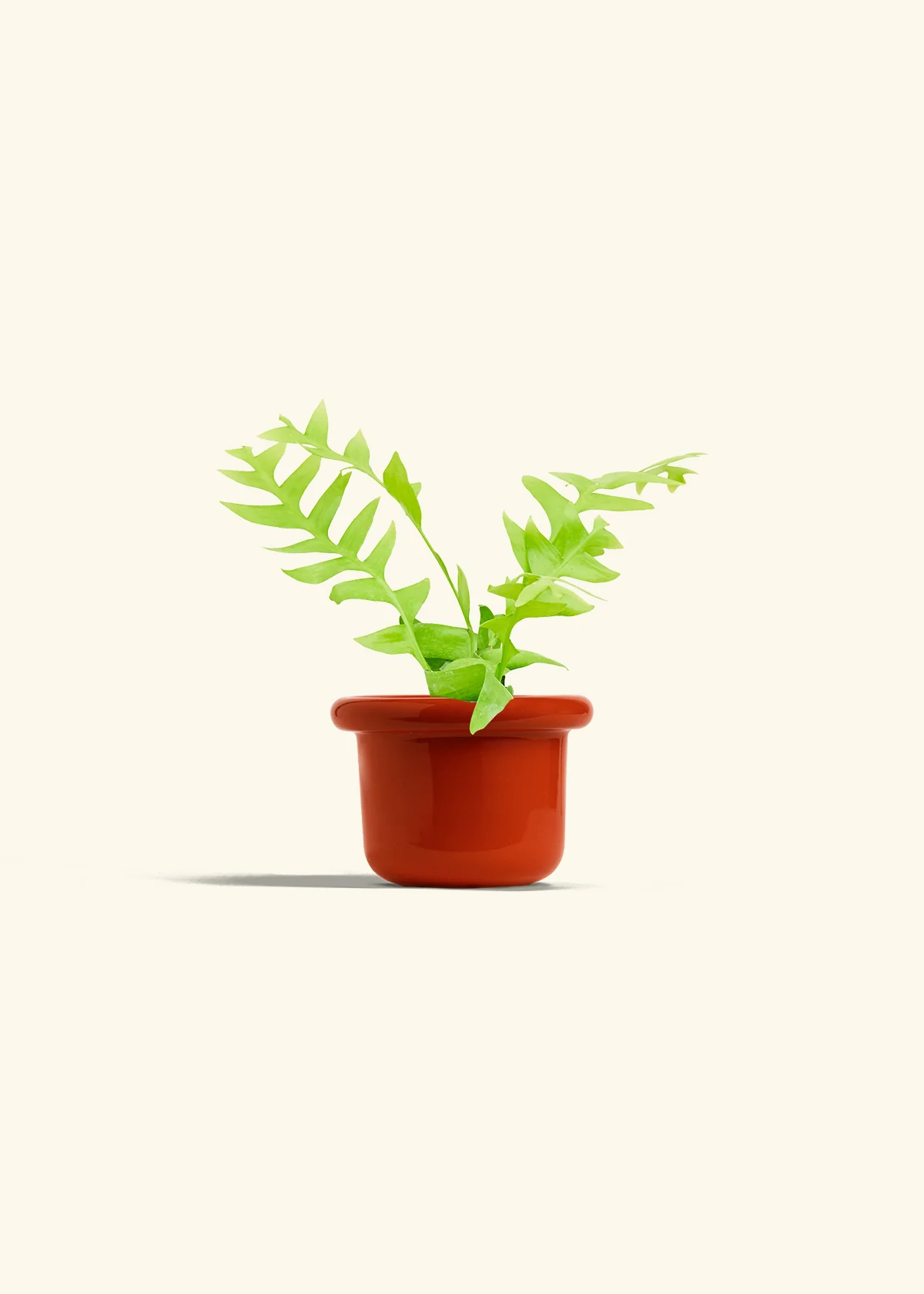 Sharktooth Fern - Image 12