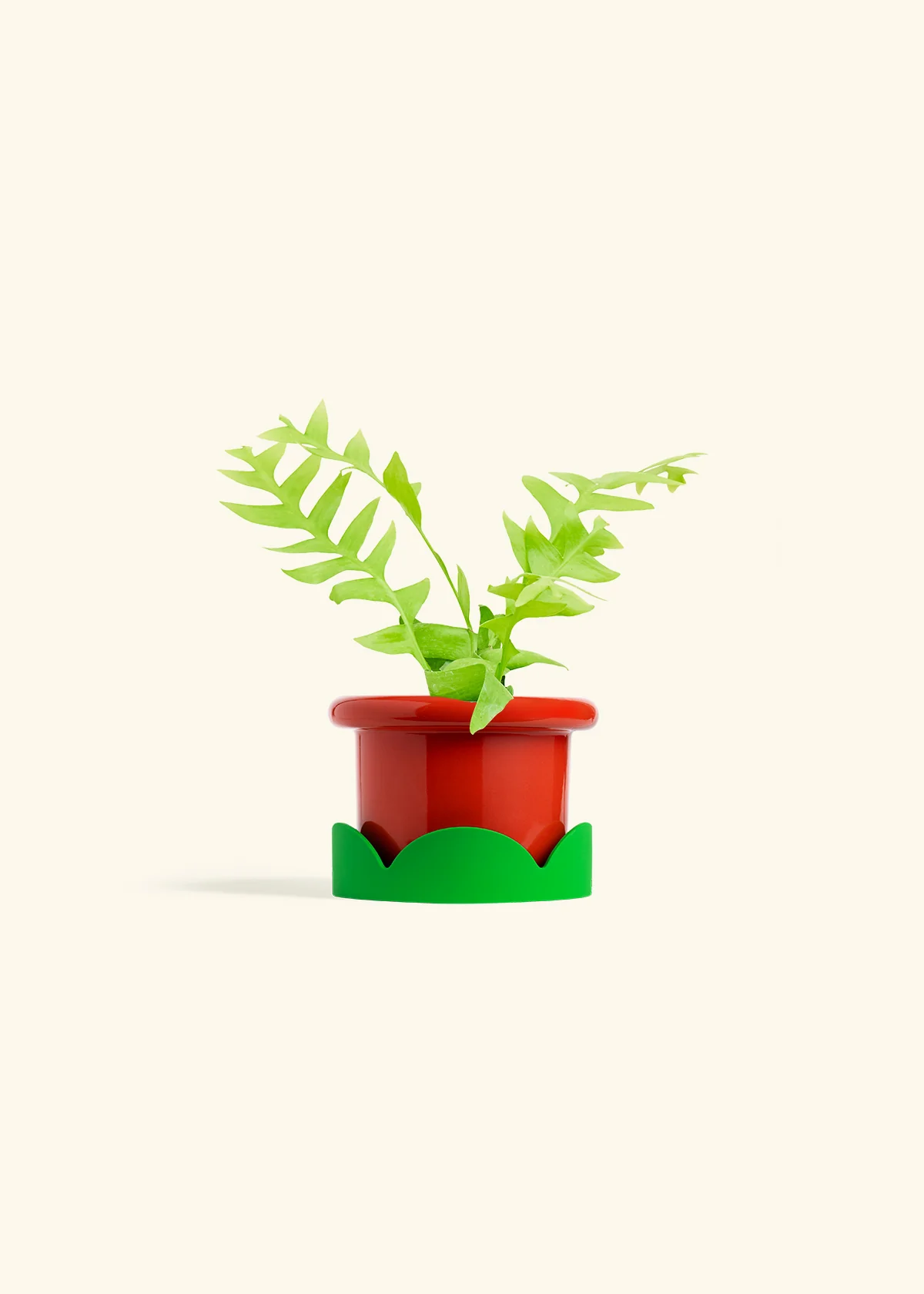 Sharktooth Fern - Image 13