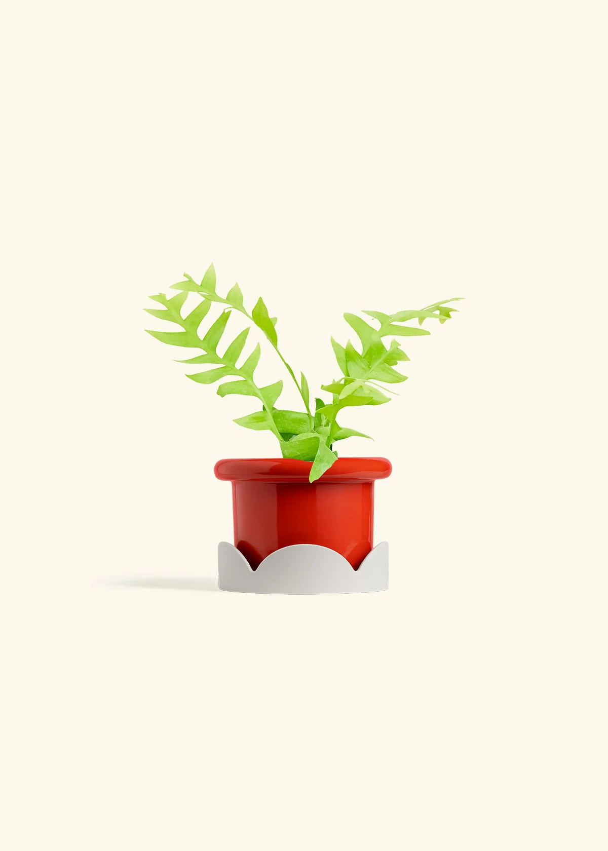 Sharktooth Fern - Image 14