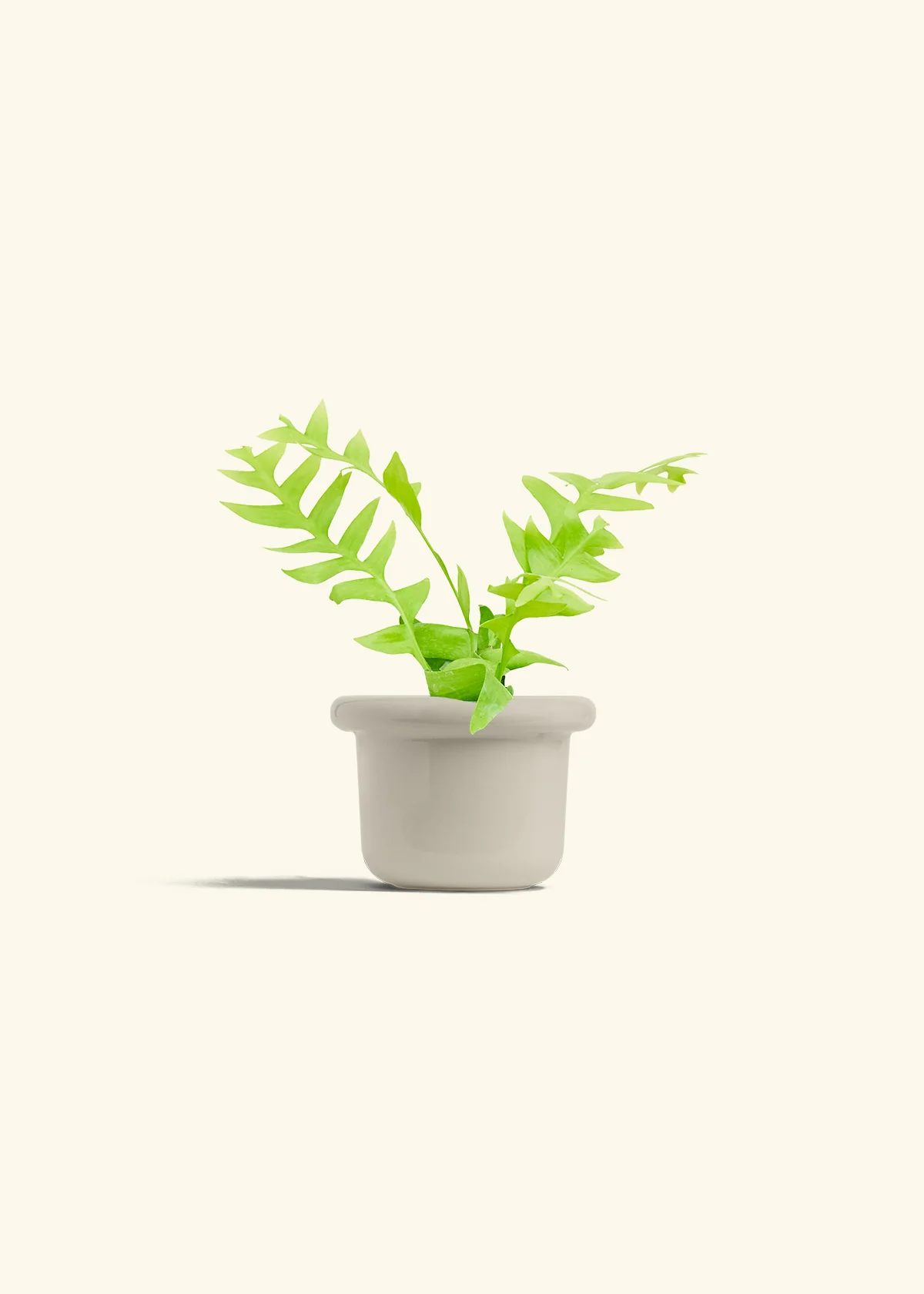 Sharktooth Fern - Image 16