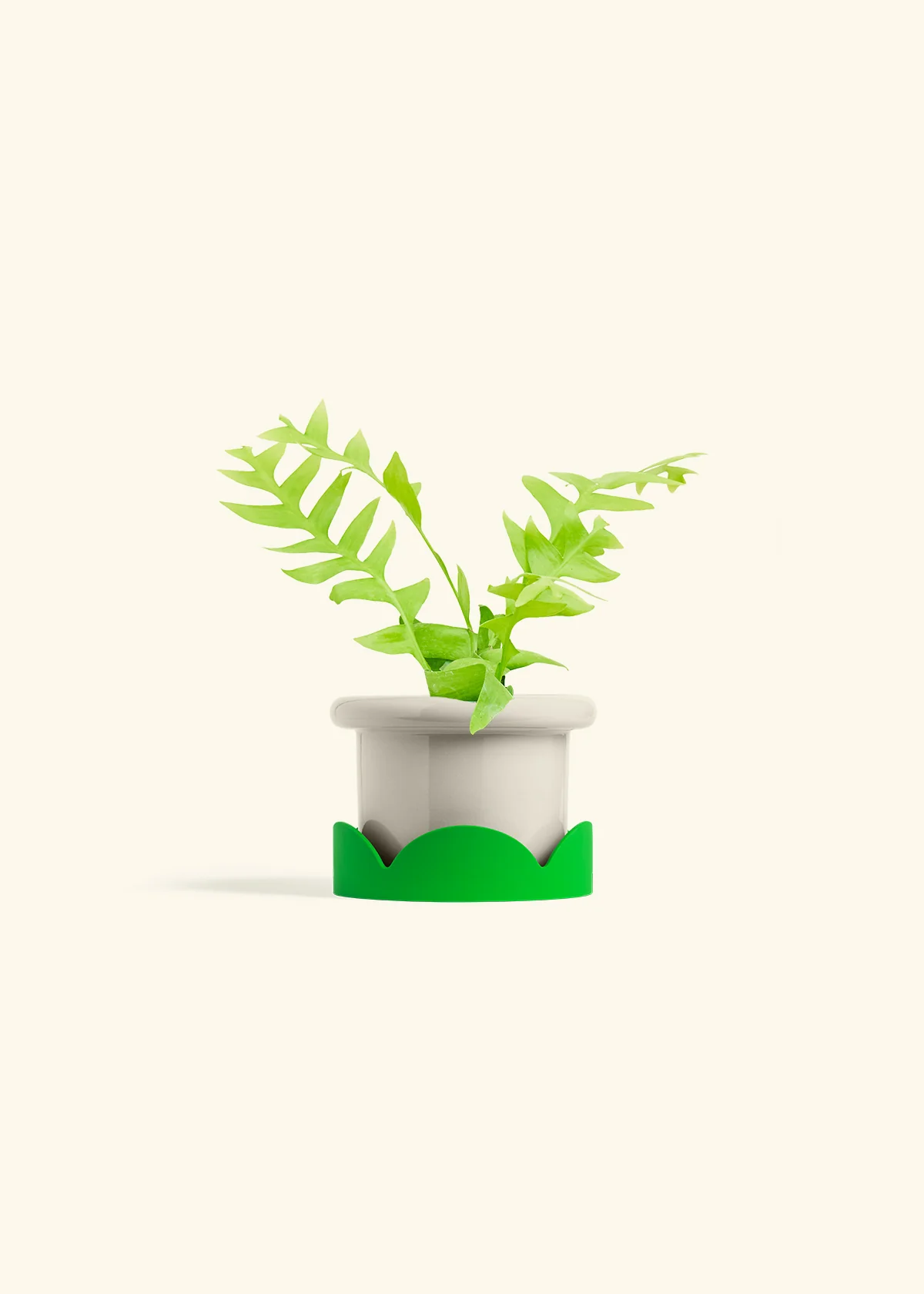 Sharktooth Fern - Image 17