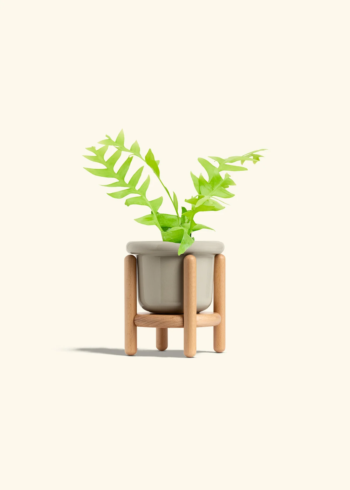 Sharktooth Fern - Image 19