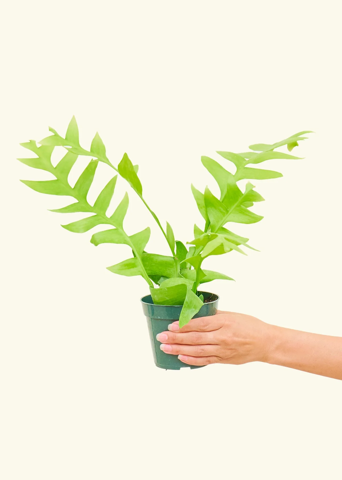 Sharktooth Fern - Image 2