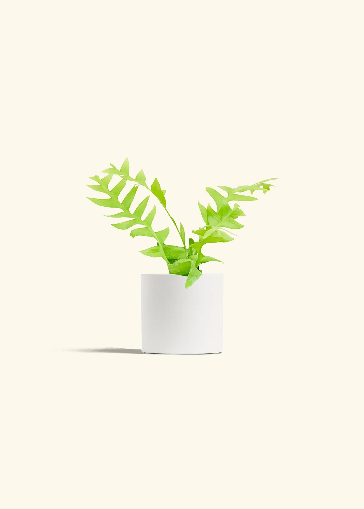 Sharktooth Fern - Image 20