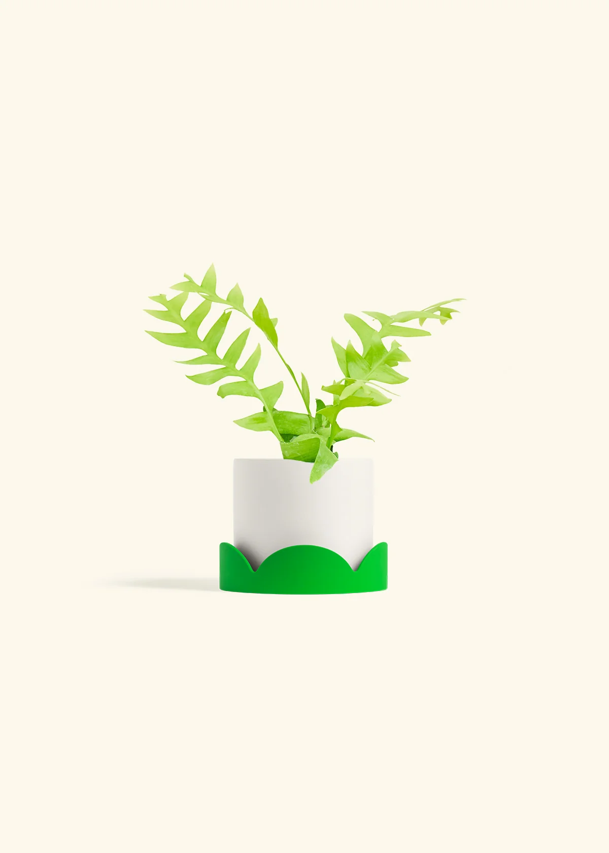Sharktooth Fern - Image 21