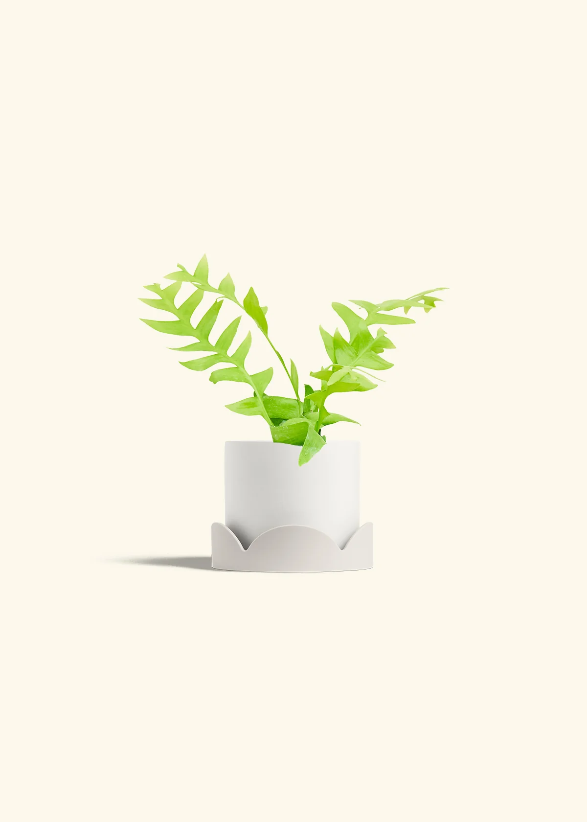Sharktooth Fern - Image 22