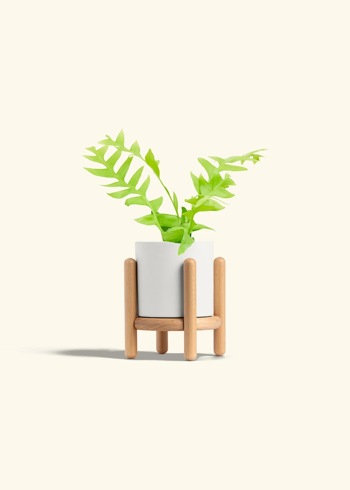 Sharktooth Fern - Image 23